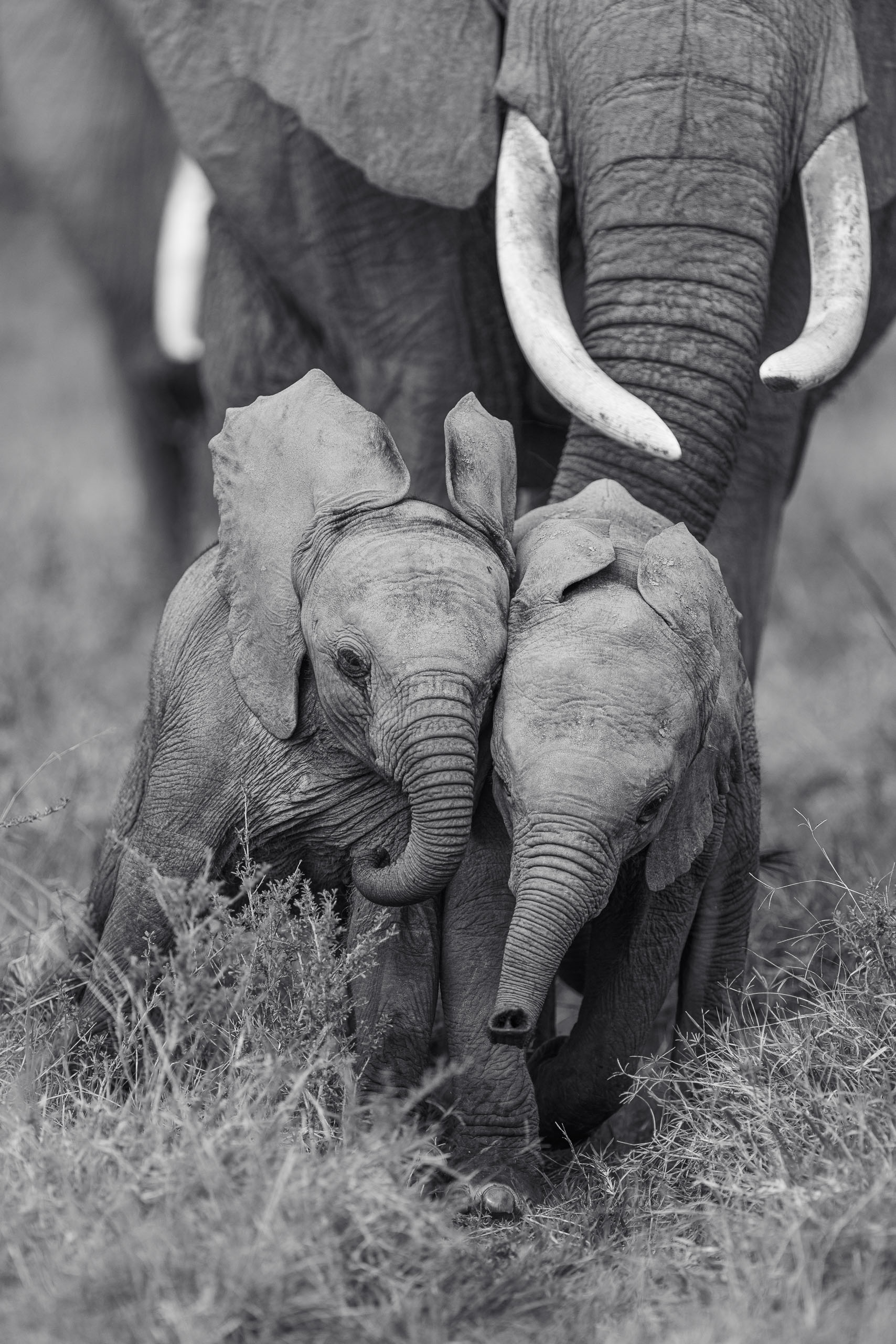 09164704012026004 ©SimonePaleari