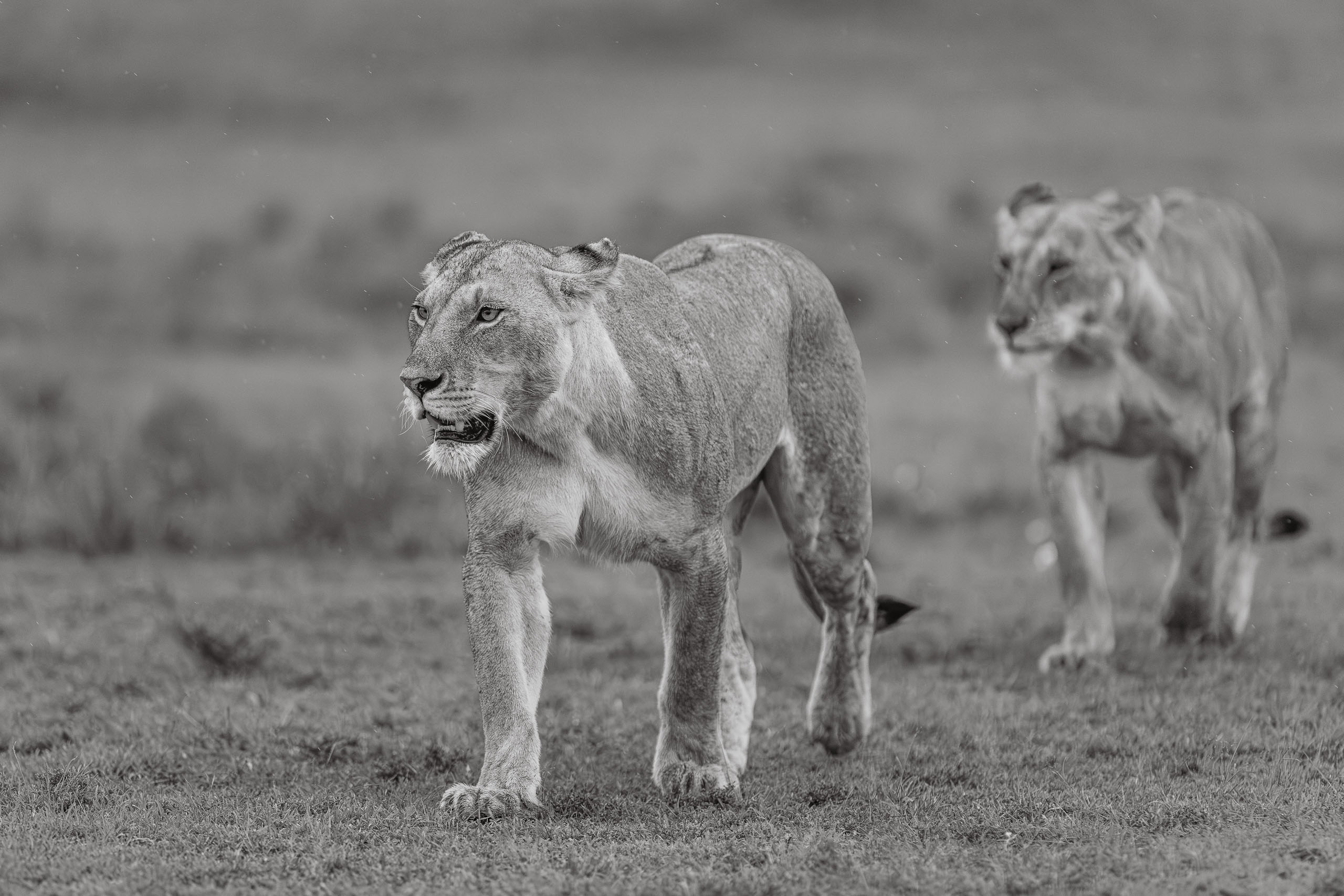 18023004012026004 ©SimonePaleari