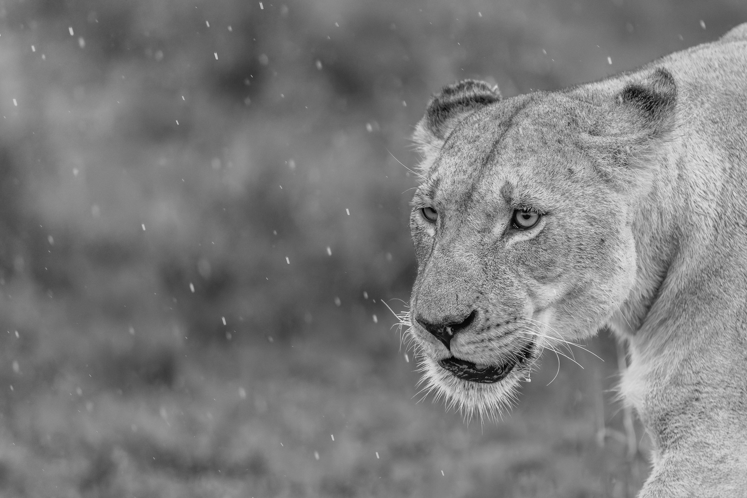 18074704012026004 ©SimonePaleari