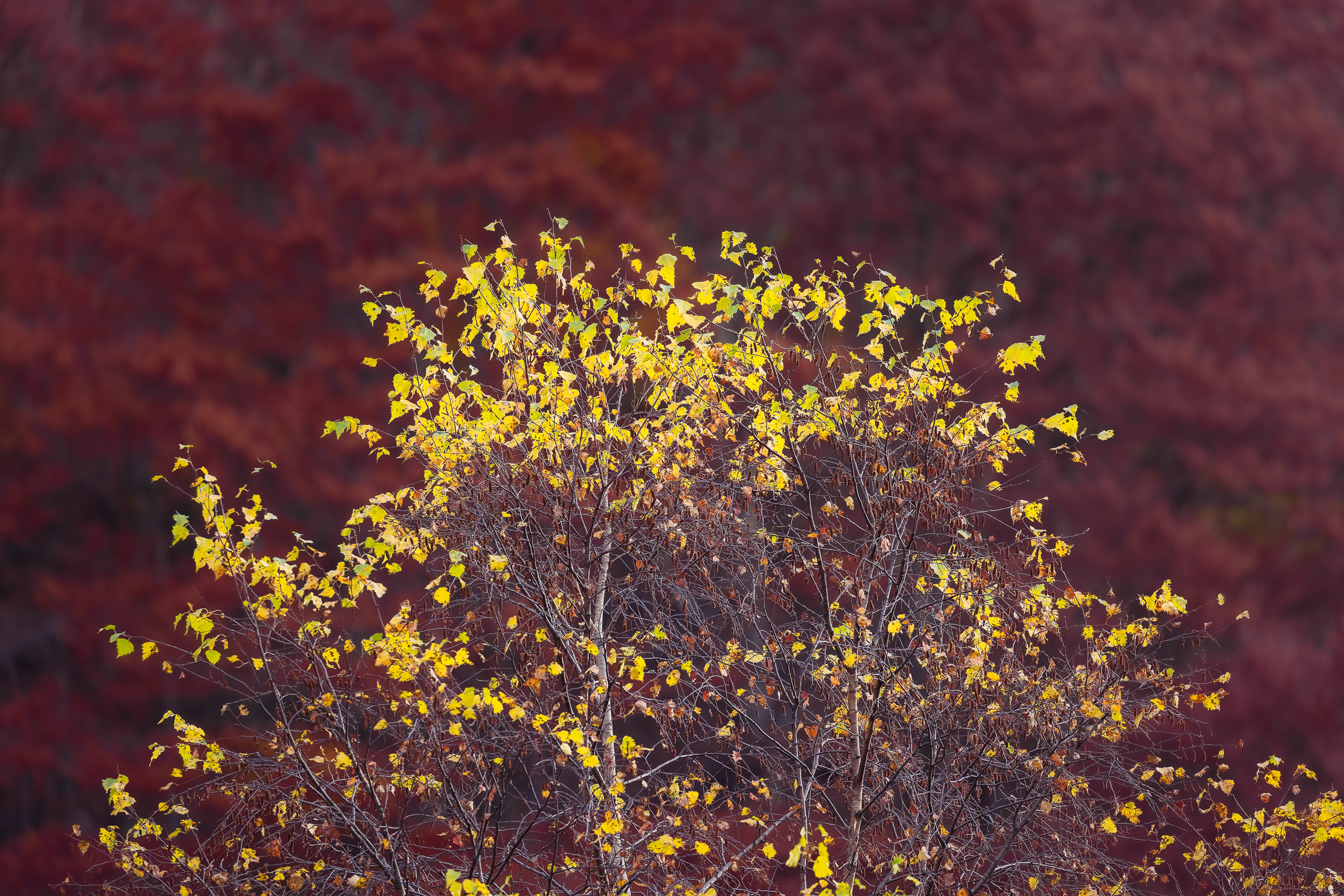 09180106112024311 ©SimonePaleari