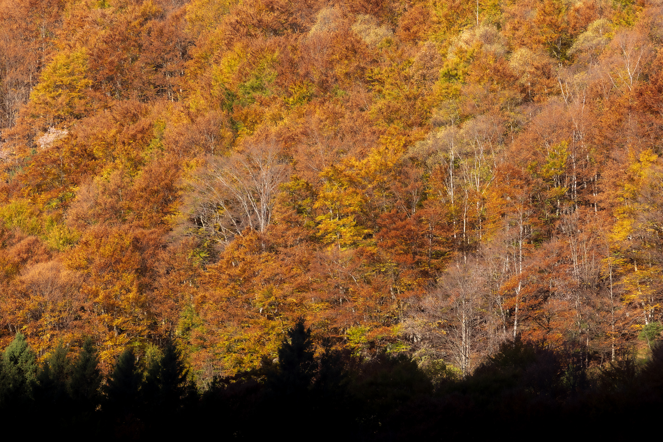 10390330102024304 ©SimonePaleari