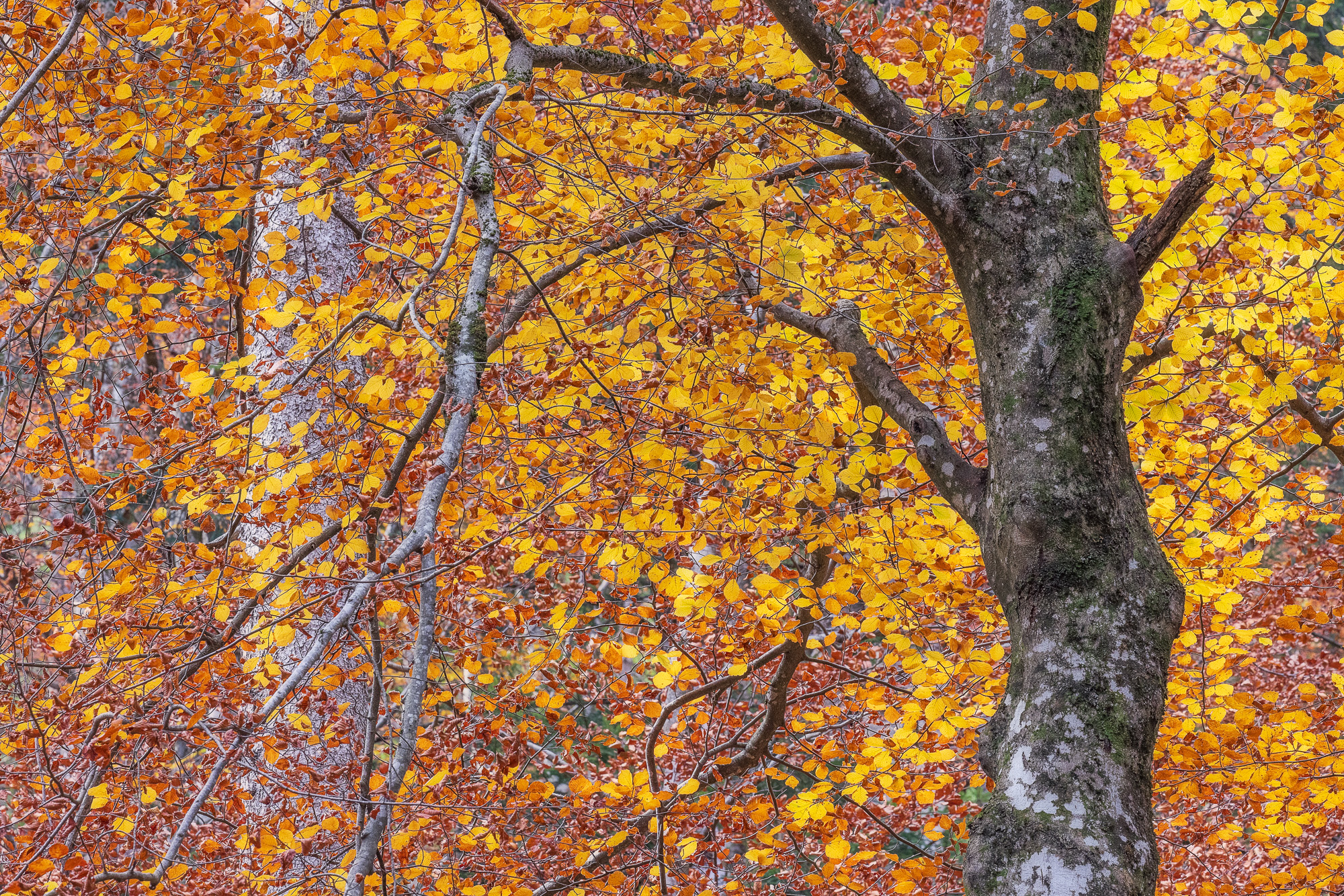 11185606112024311 ©SimonePaleari