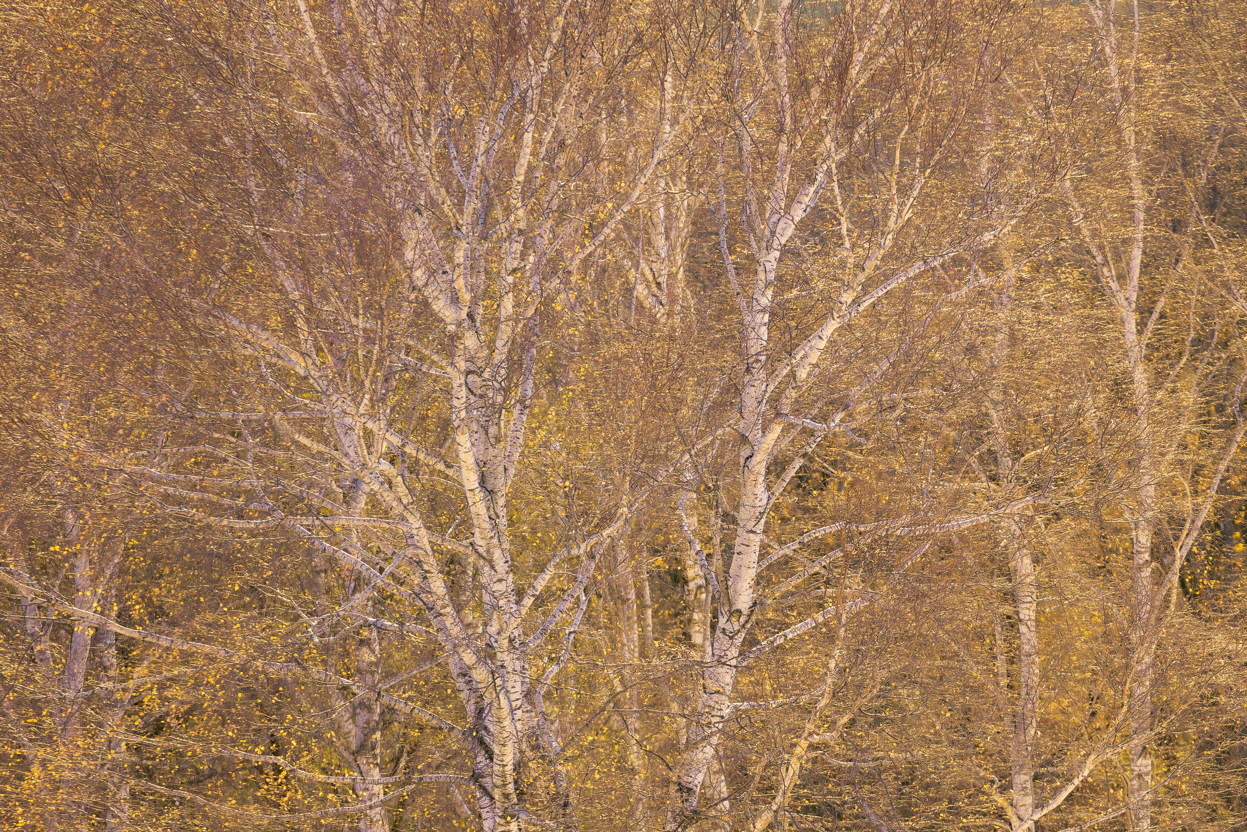 17180922112025326 ©SimonePaleari