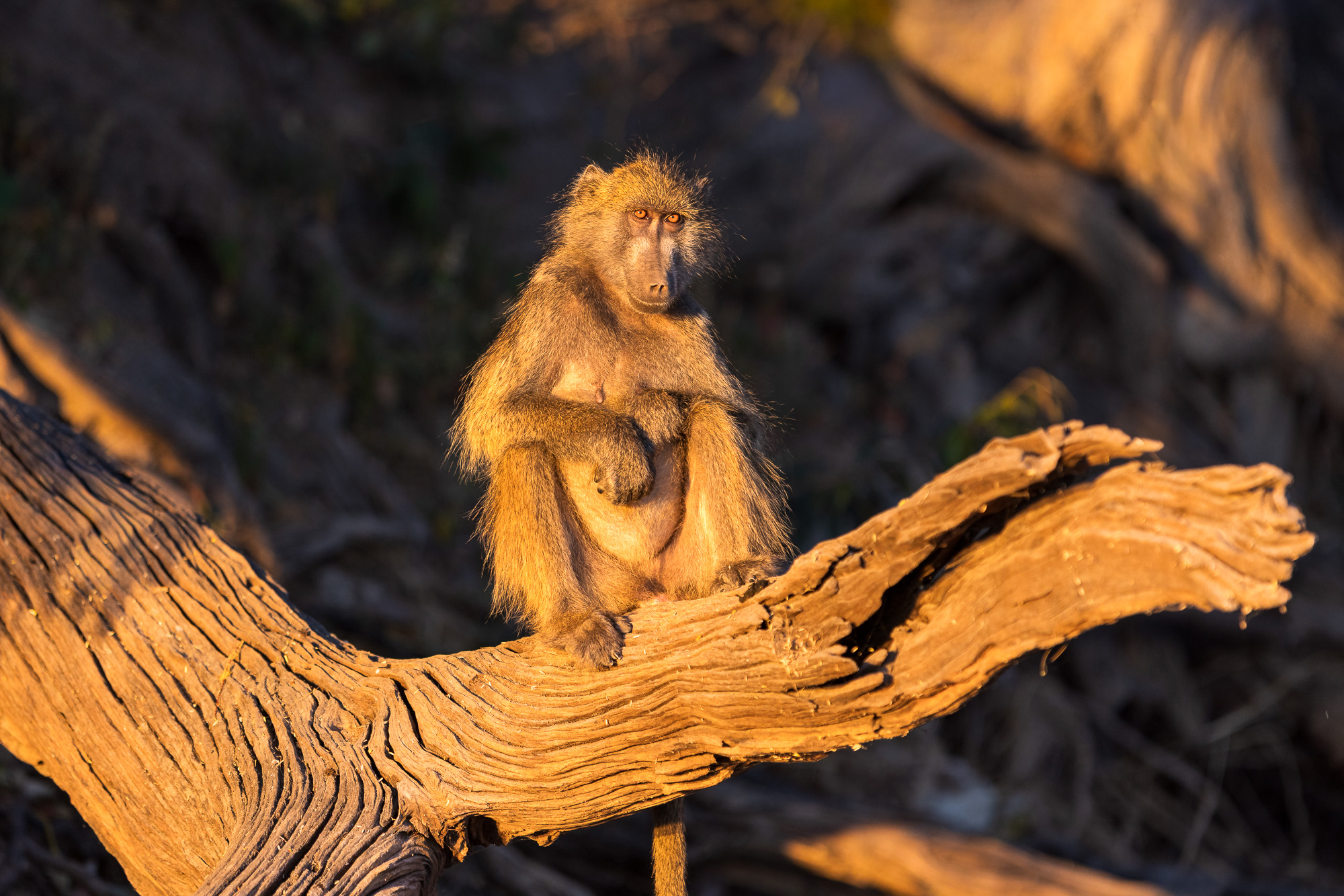 06532409082025221 ©SimonePaleari