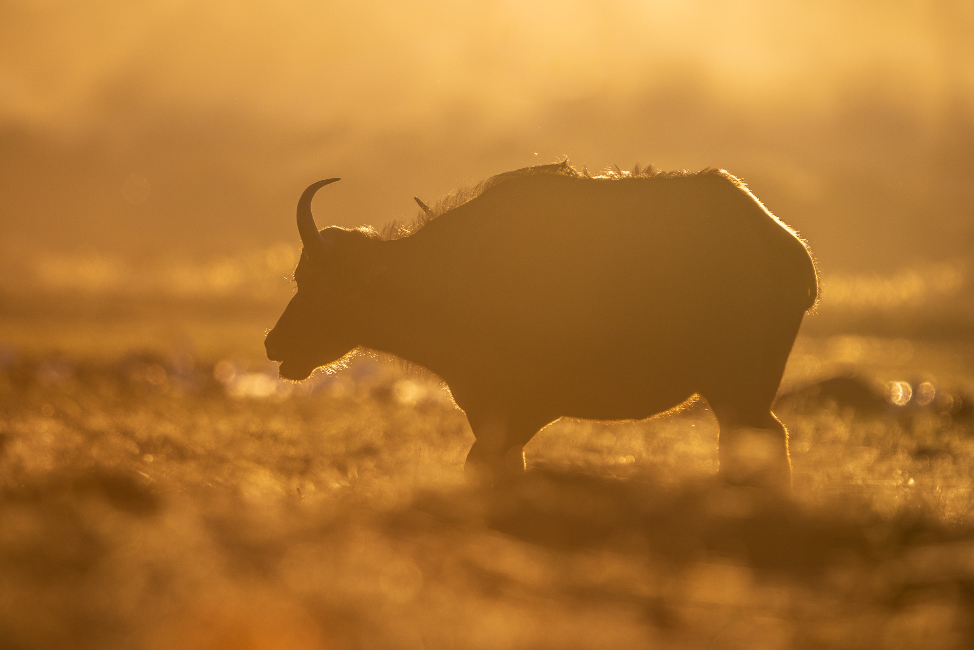 06593308082025220 ©SimonePaleari