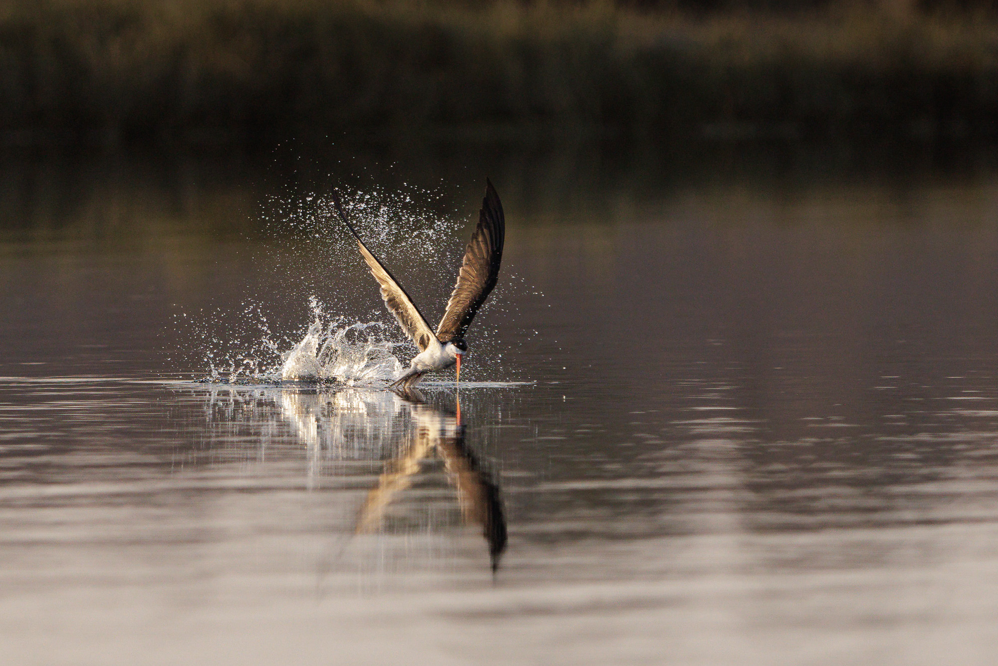 07314106082025218 ©SimonePaleari