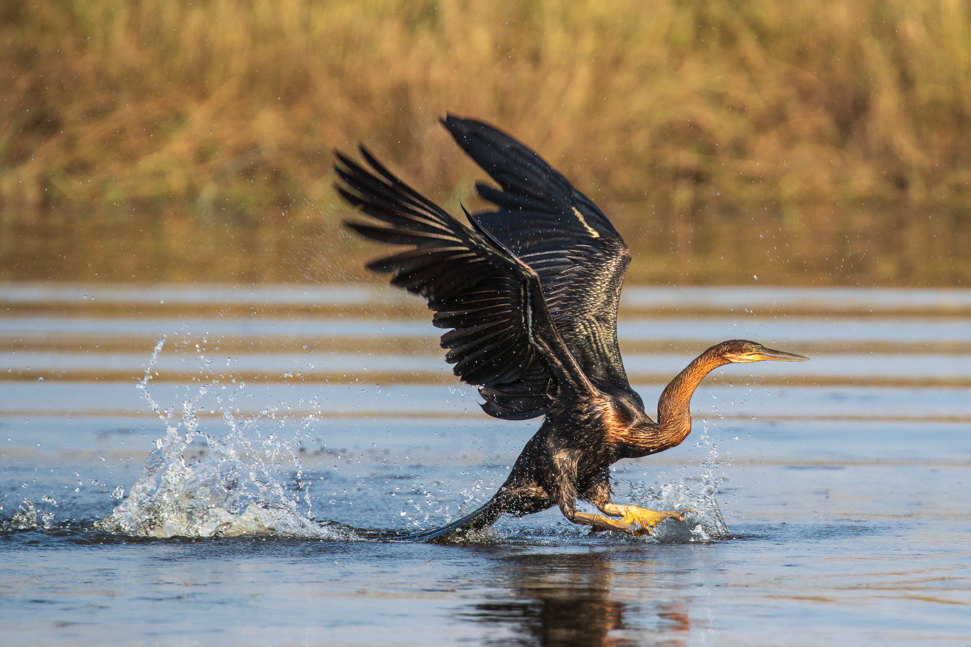 16051706082025218 ©SimonePaleari