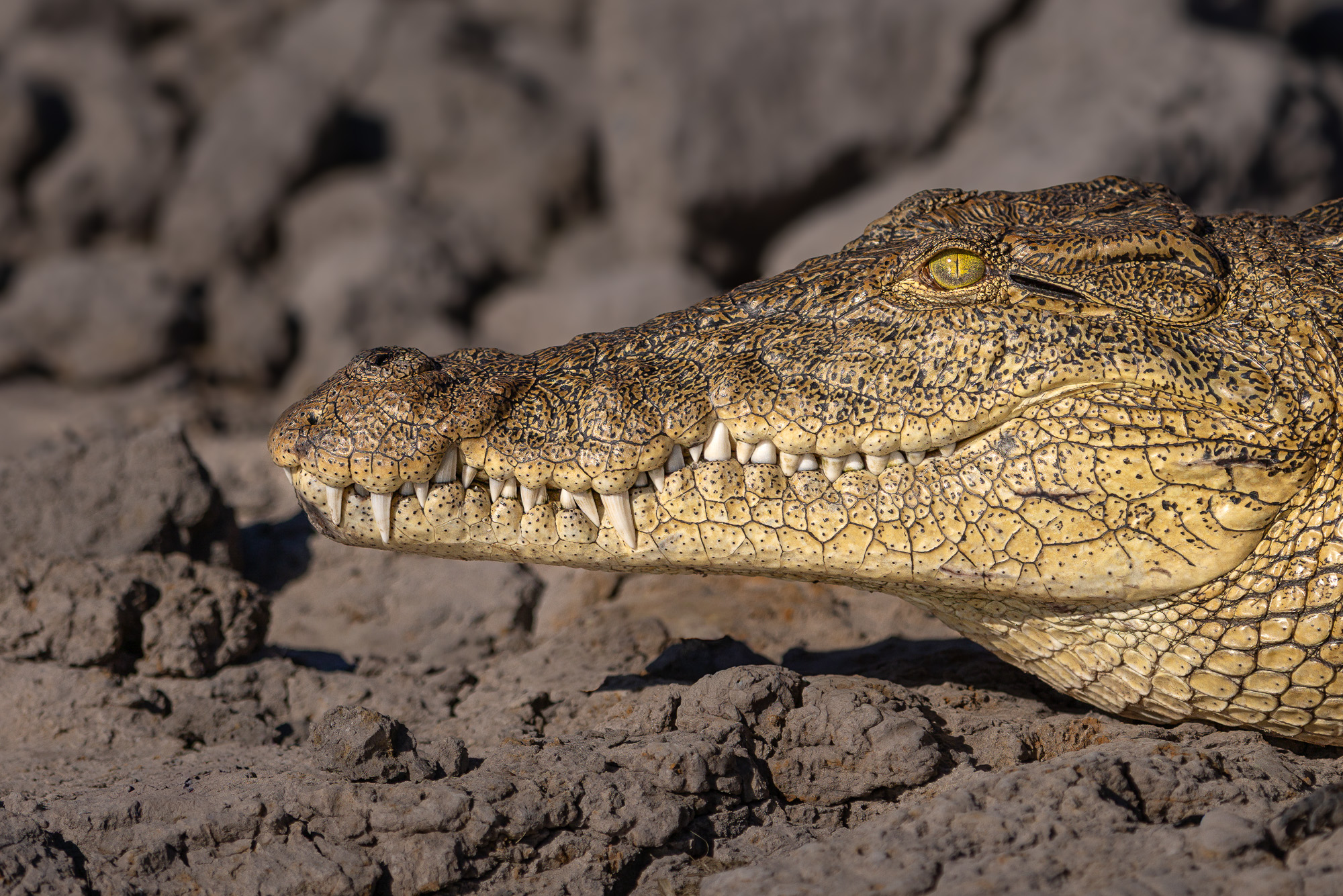 16191908082025220 2©SimonePaleari