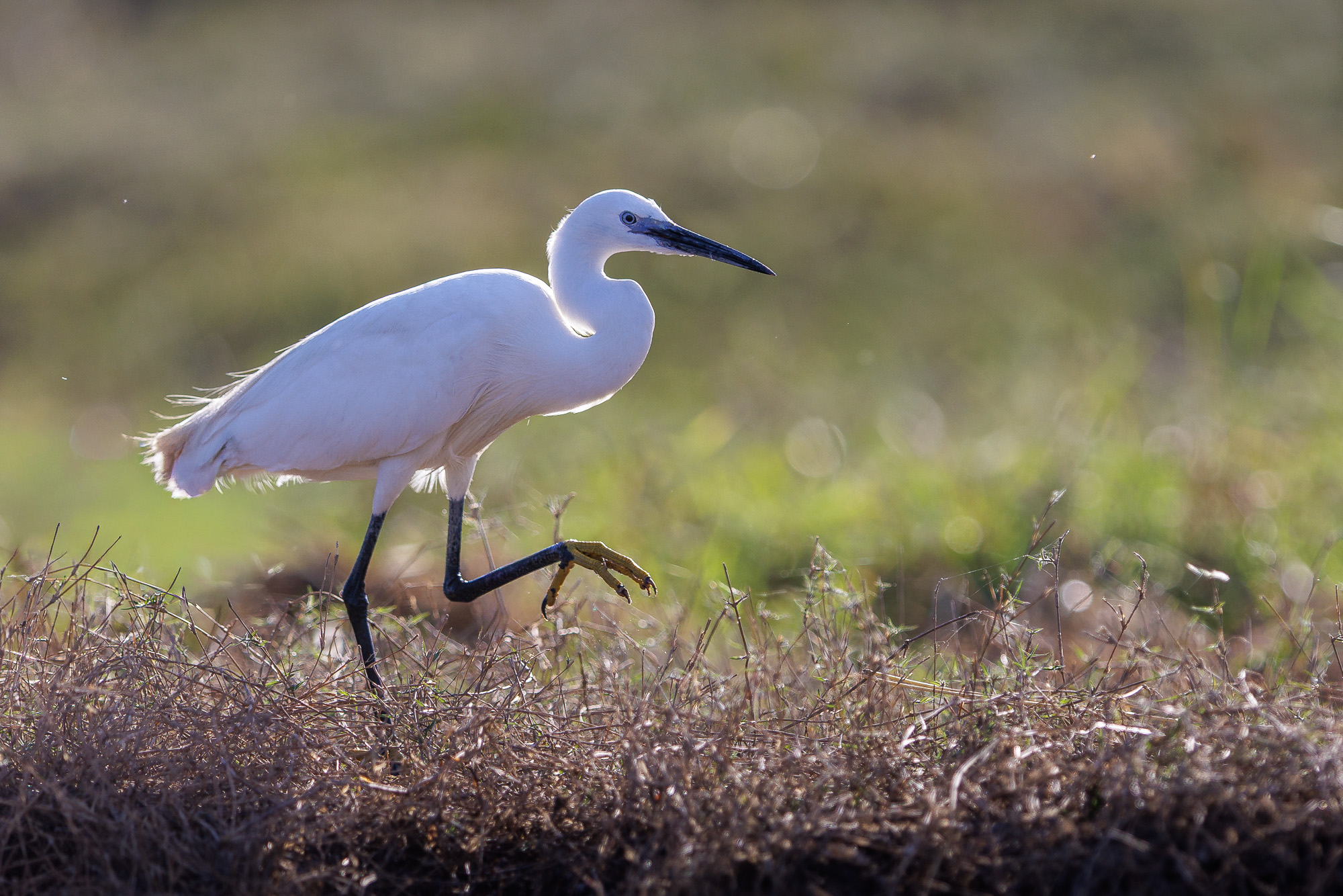 16272609082025221 ©SimonePaleari