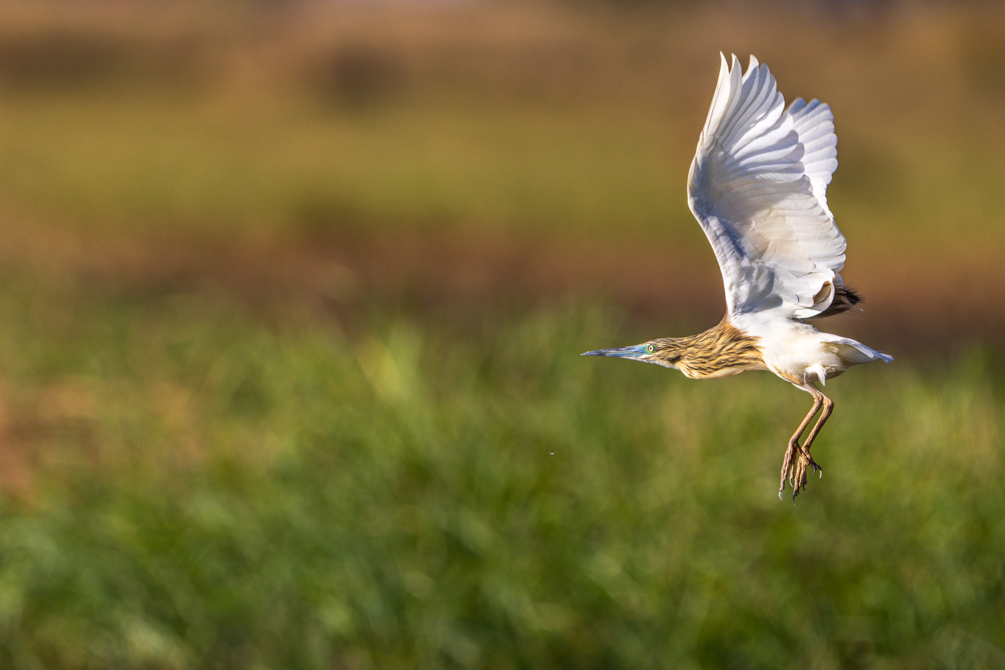 16294109082025221 ©SimonePaleari