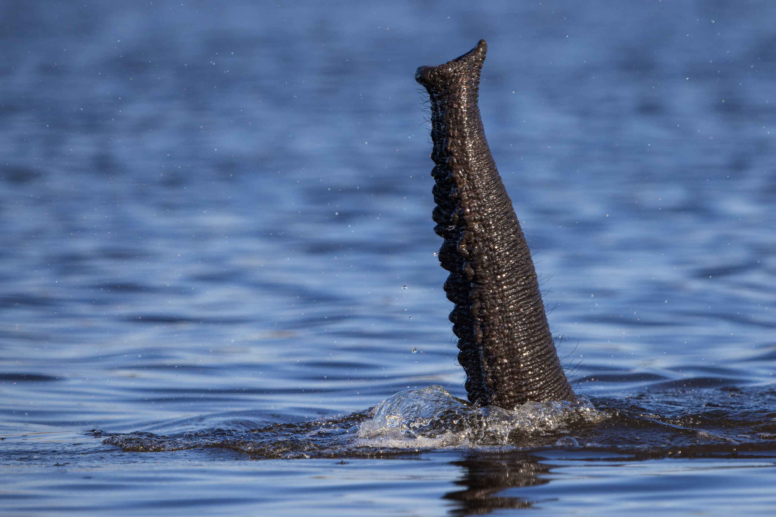 16390407082025219 ©SimonePaleari