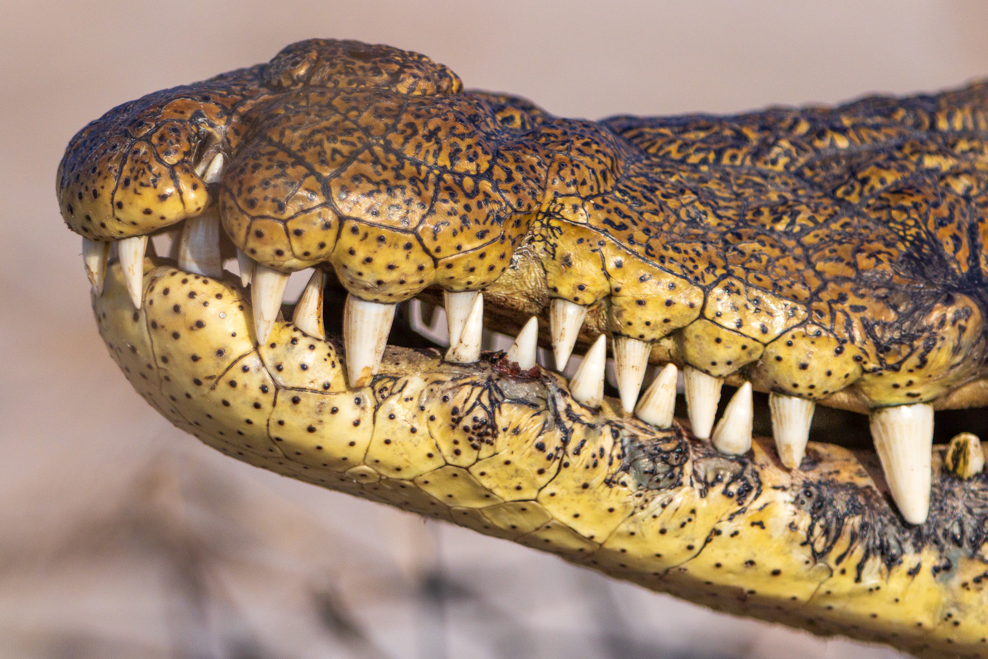 16565010082025222 ©SimonePaleari