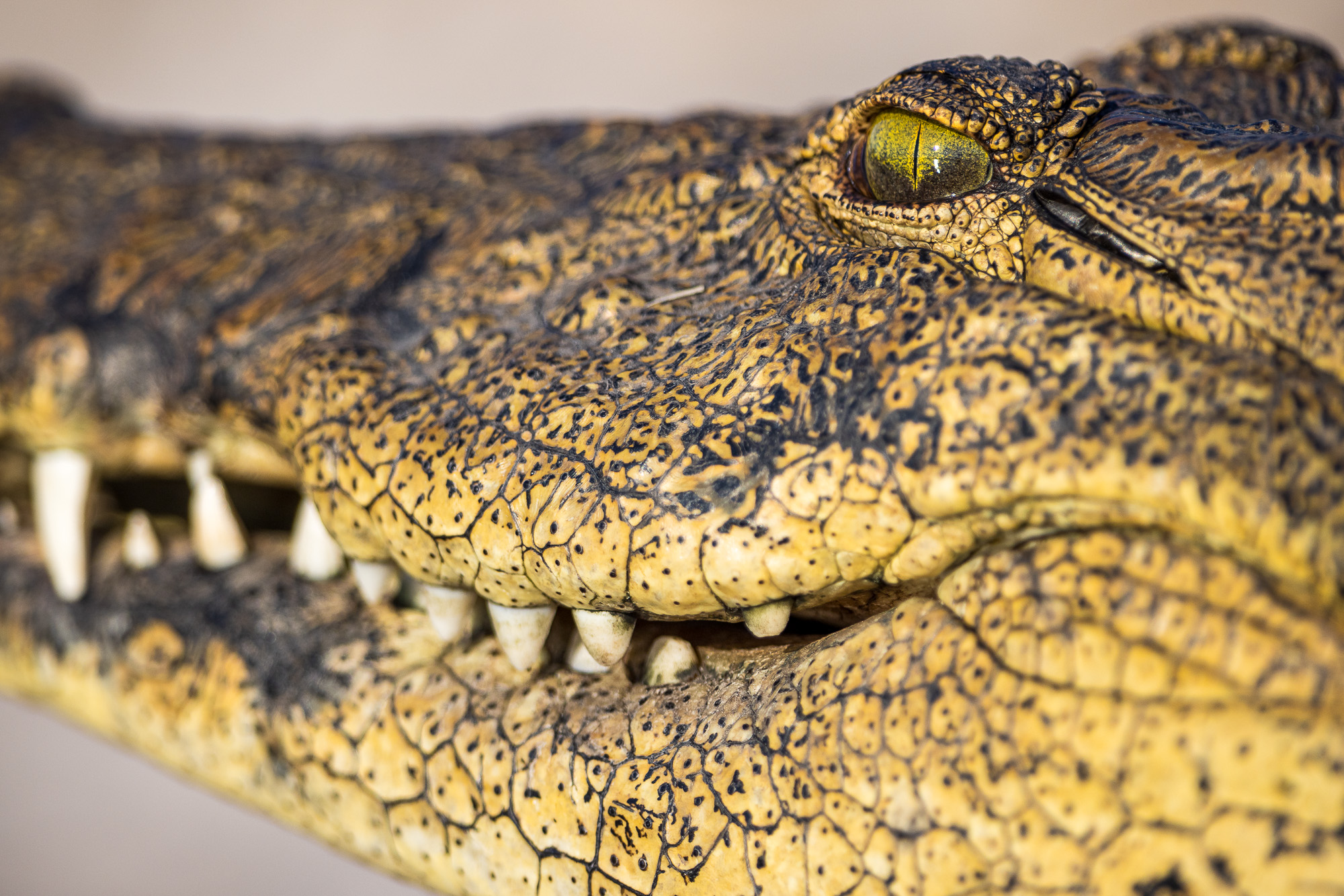 17011310082025222 ©SimonePaleari