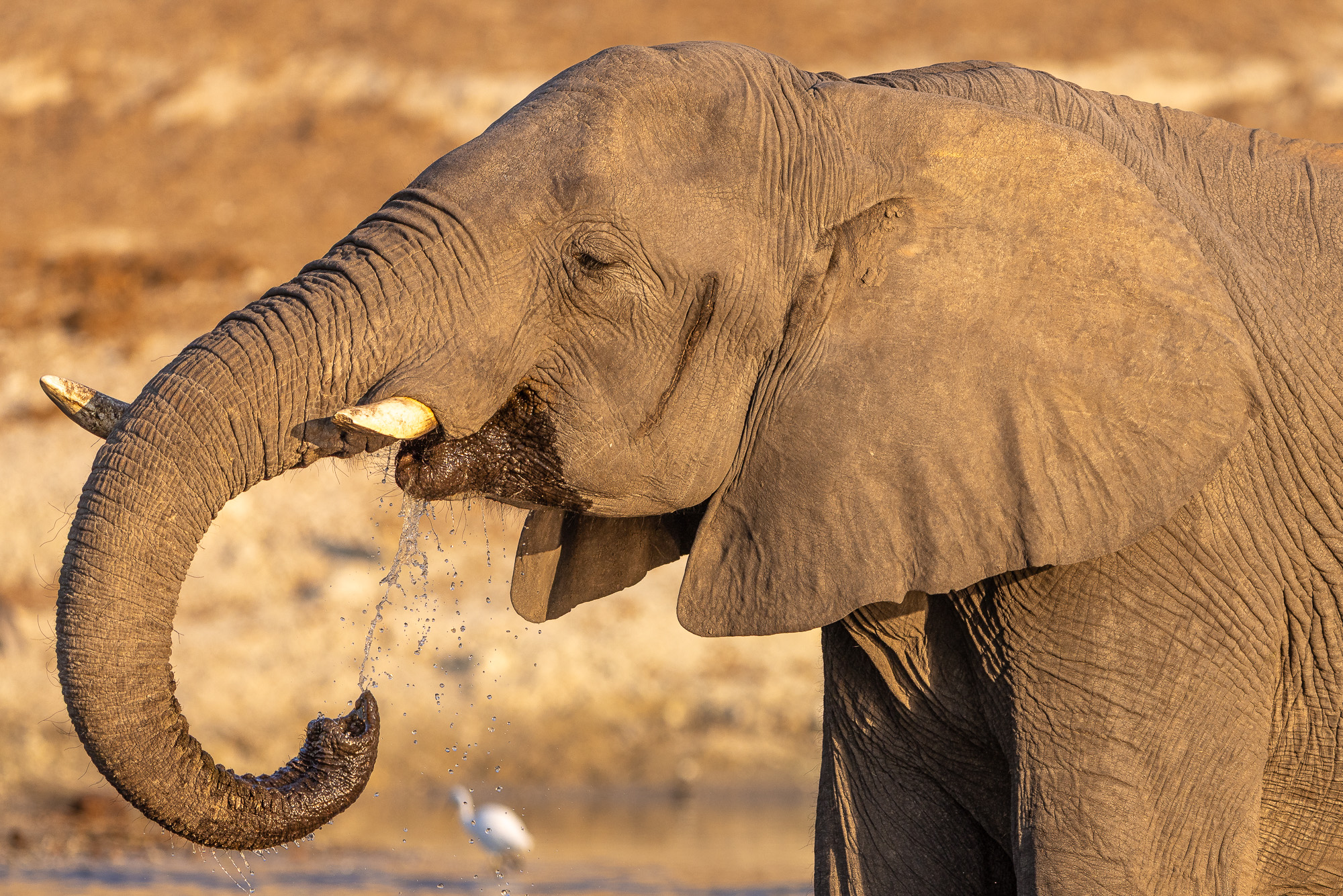 17131106082025218 ©SimonePaleari