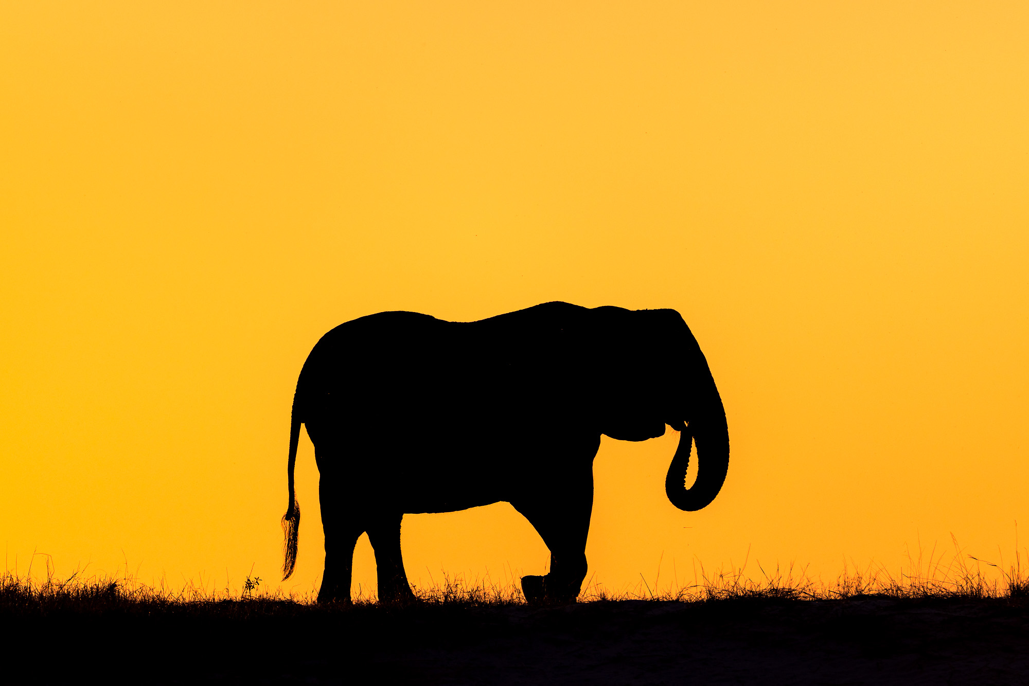 17410011082025223 ©SimonePaleari