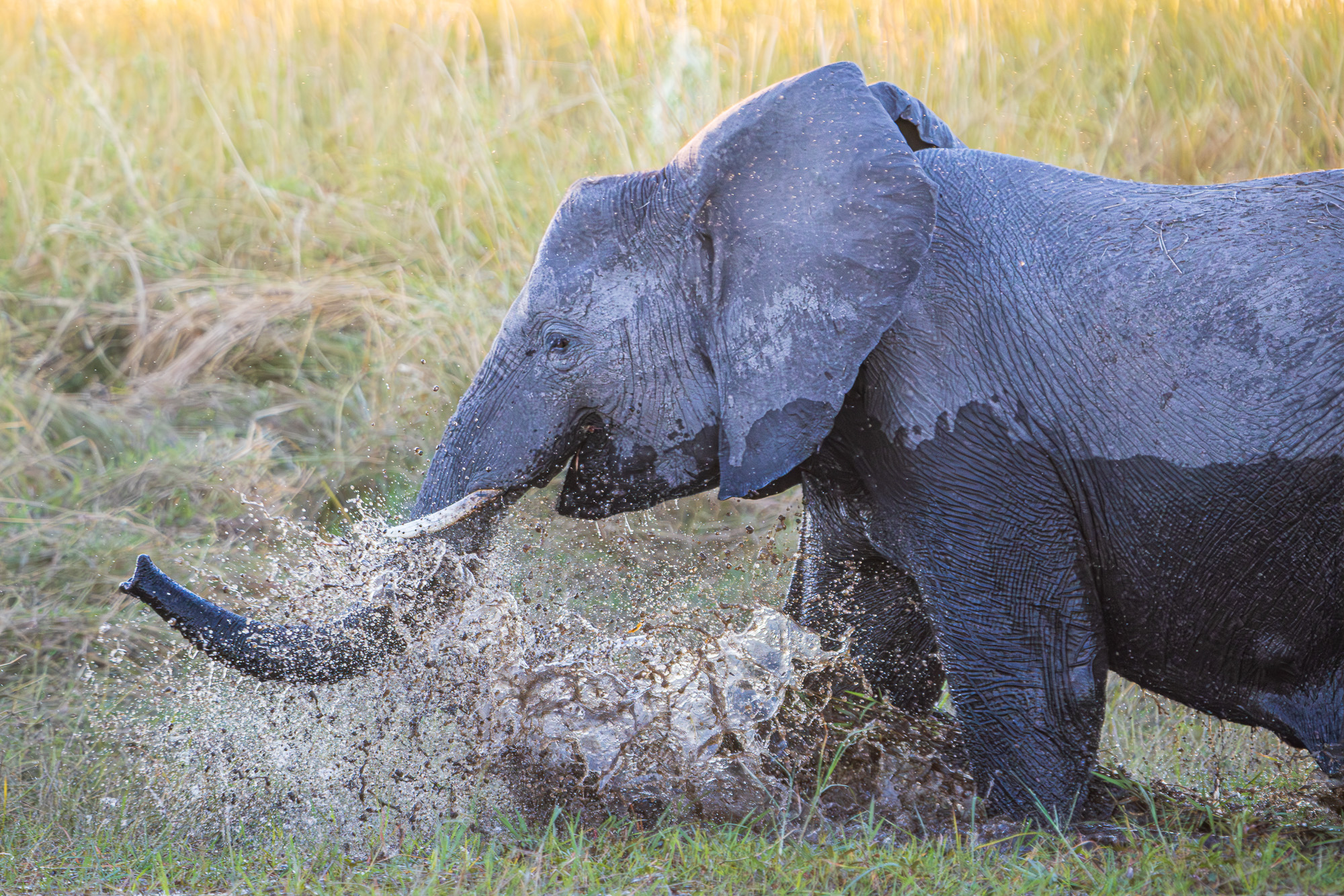 17532208082025220 ©SimonePaleari