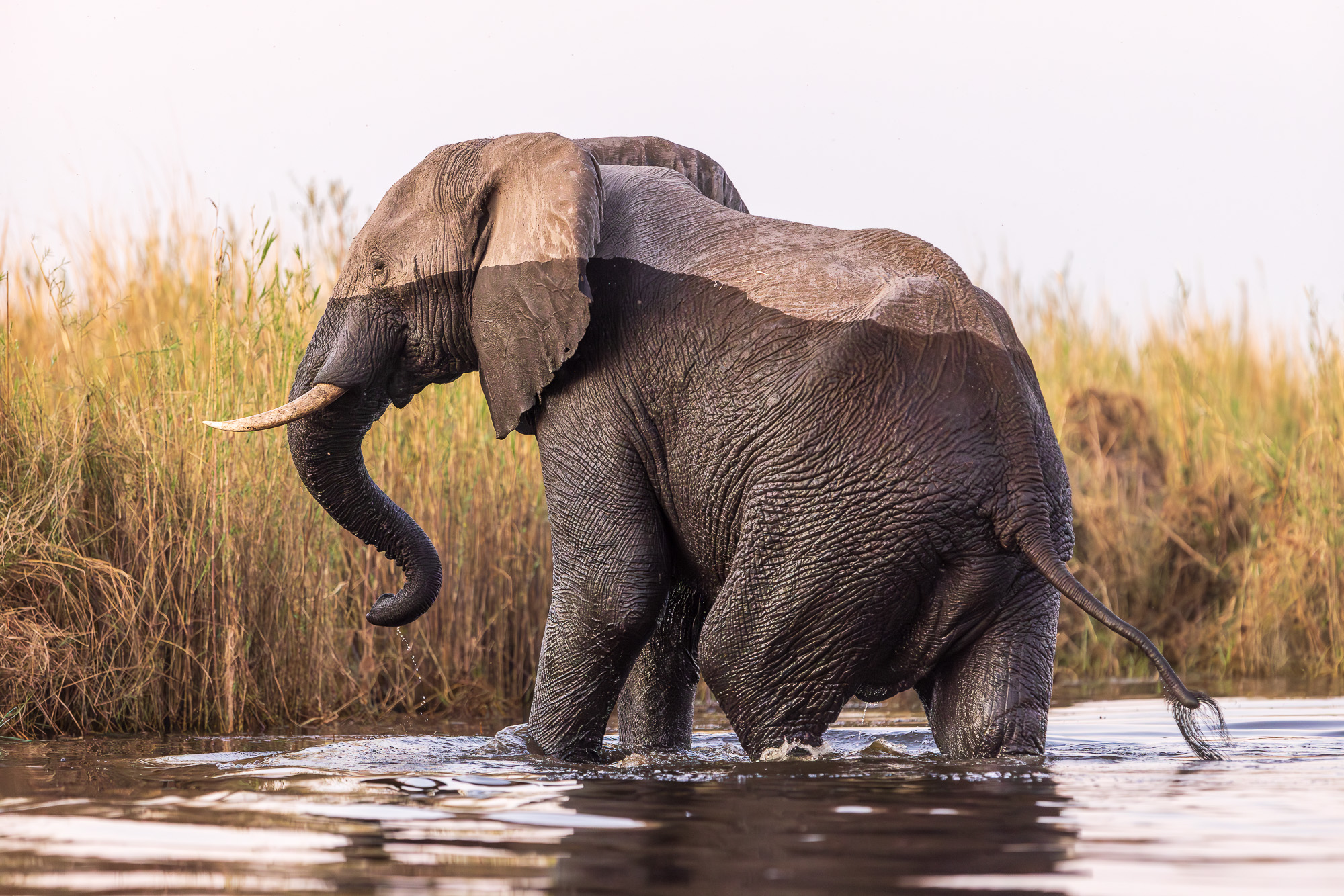 18170210082025222 ©SimonePaleari