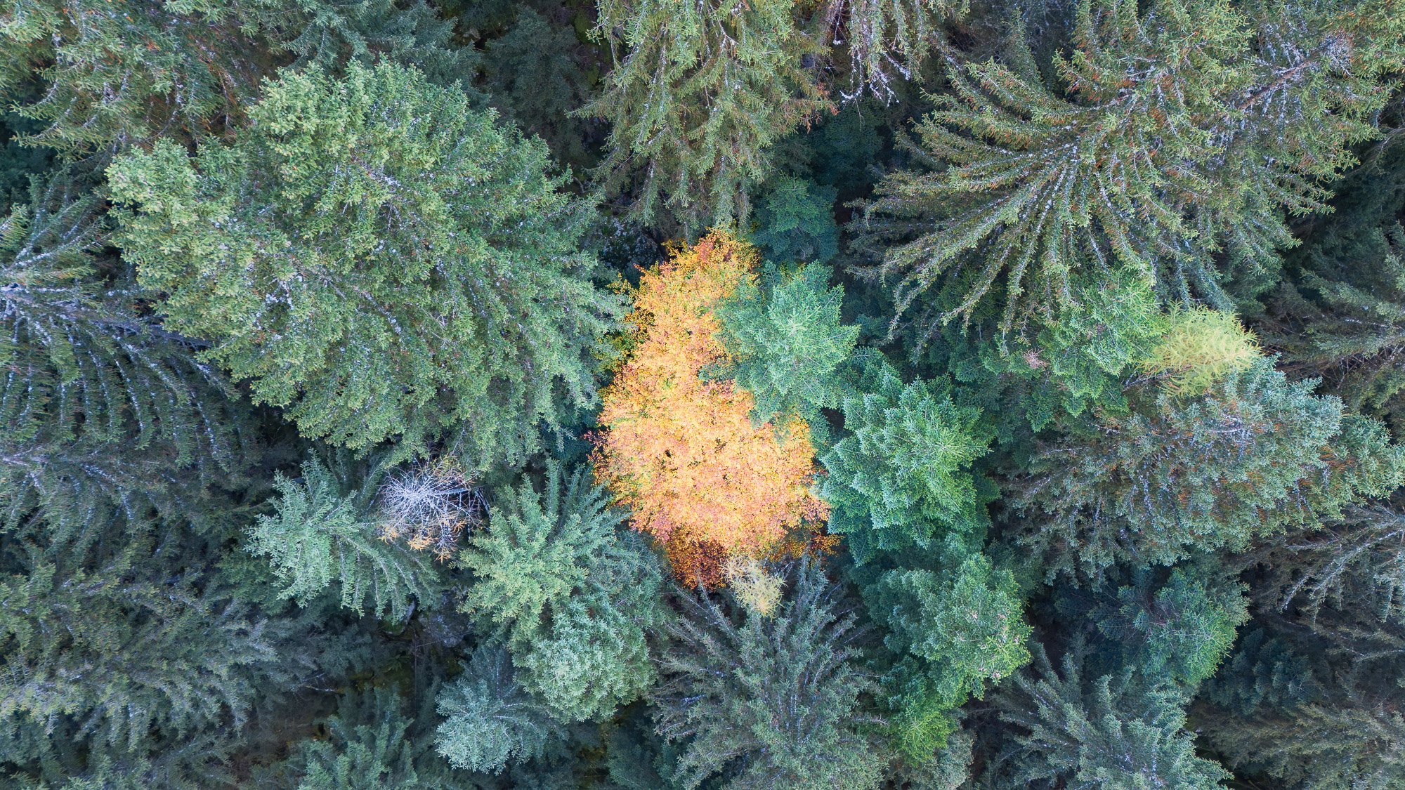 12524730102024304 ©SimonePaleari