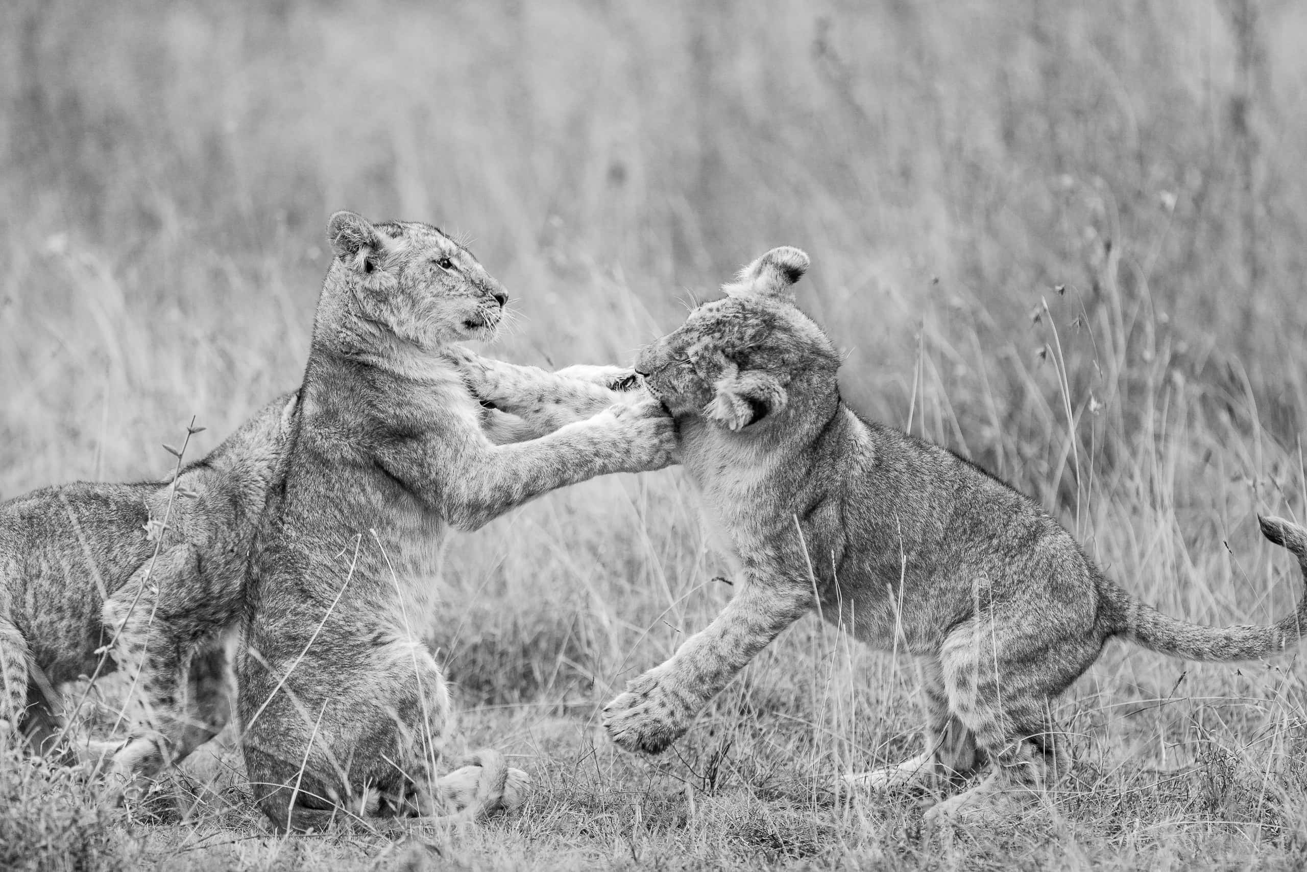 07051308082018220 ©SimonePaleari