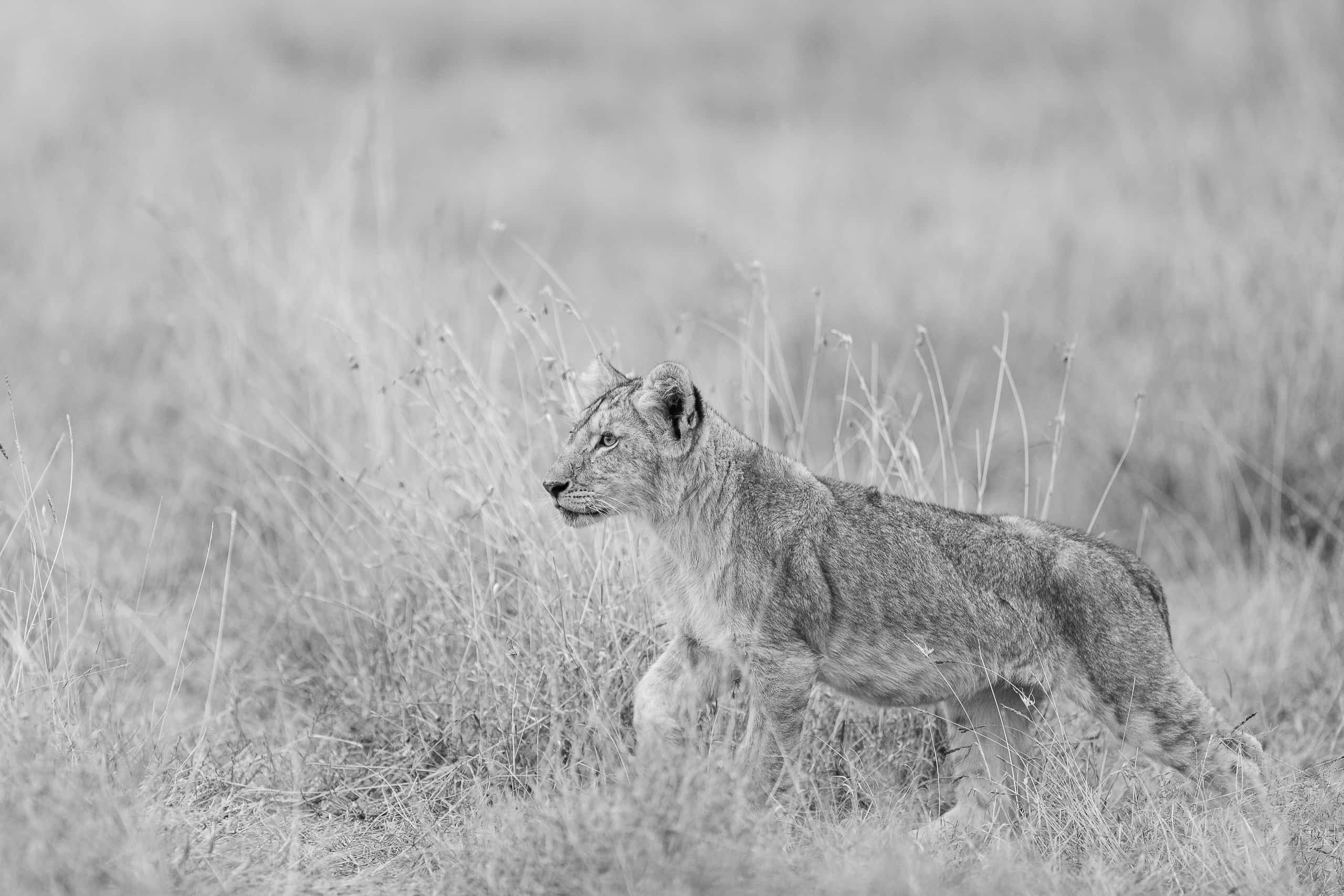 07071208082018220 ©SimonePaleari