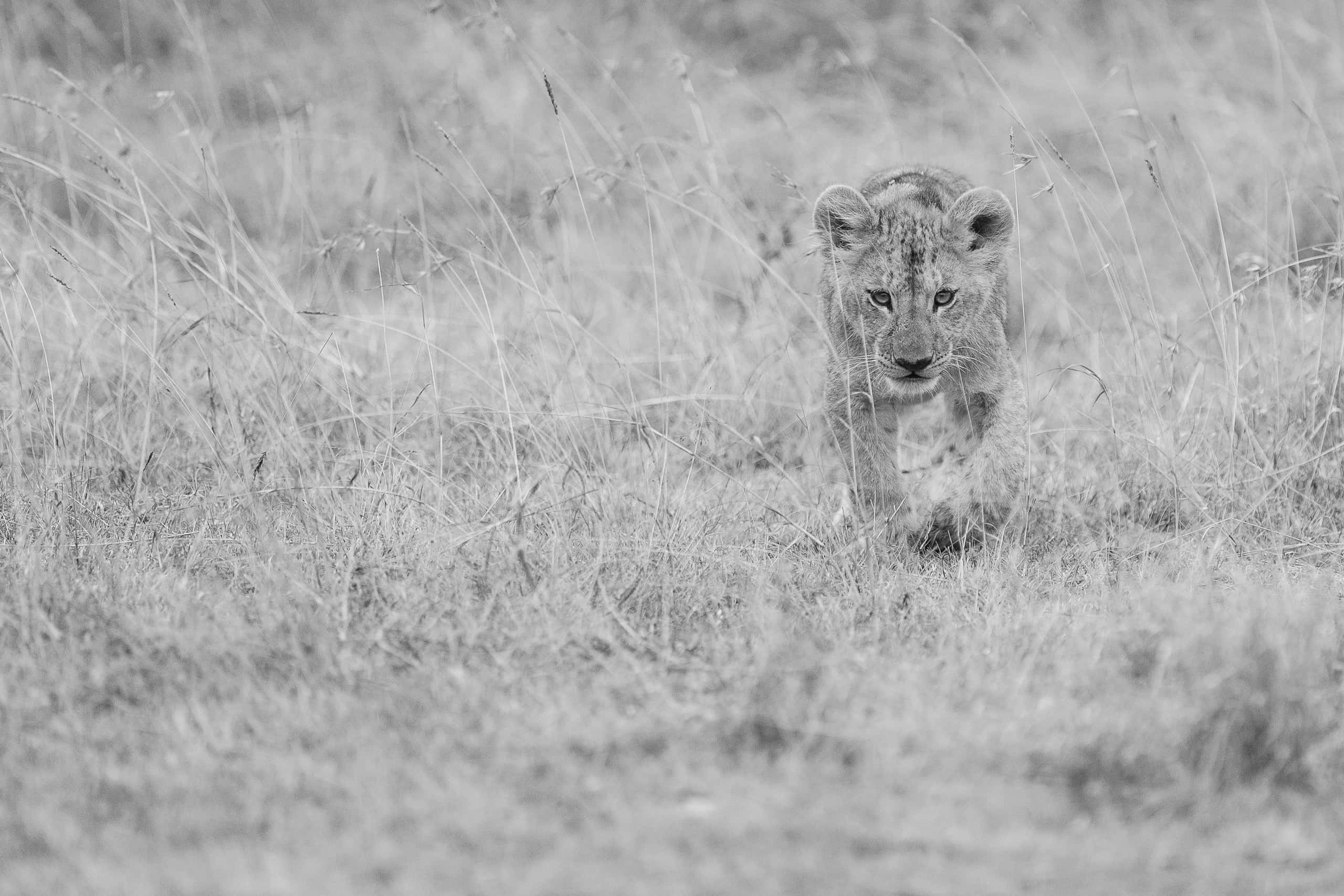 07075308082018220 ©SimonePaleari