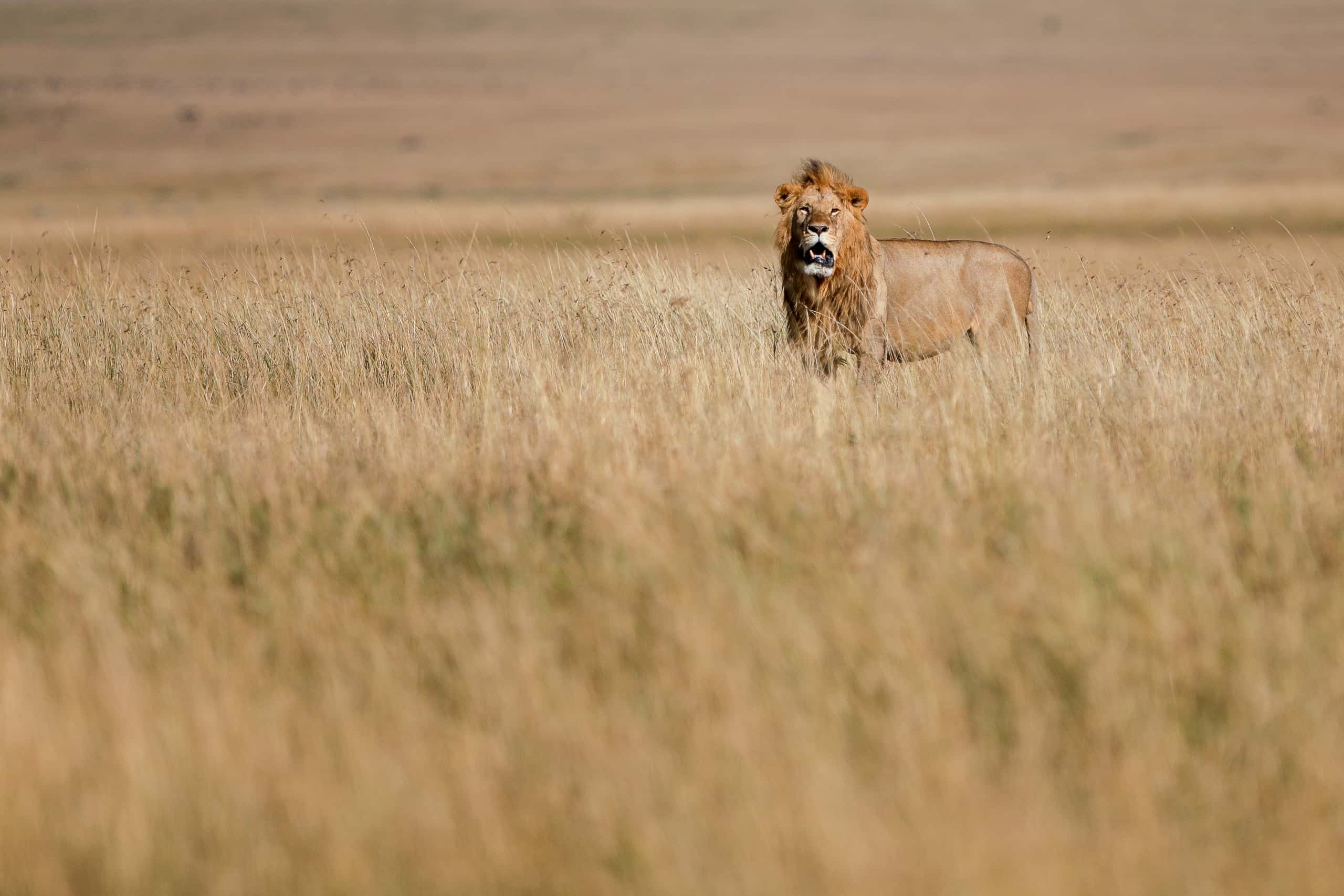 08490118082018230 ©SimonePaleari