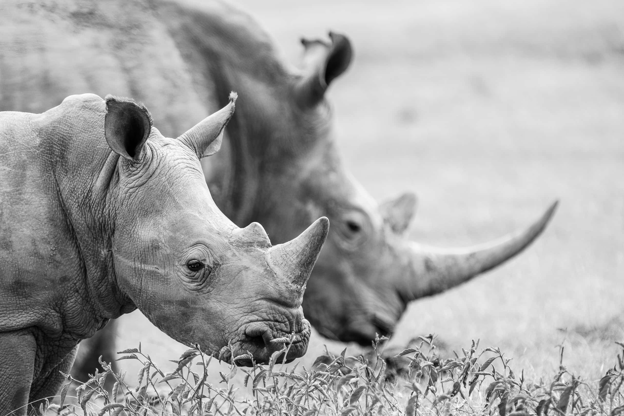 09525208082018220 ©SimonePaleari