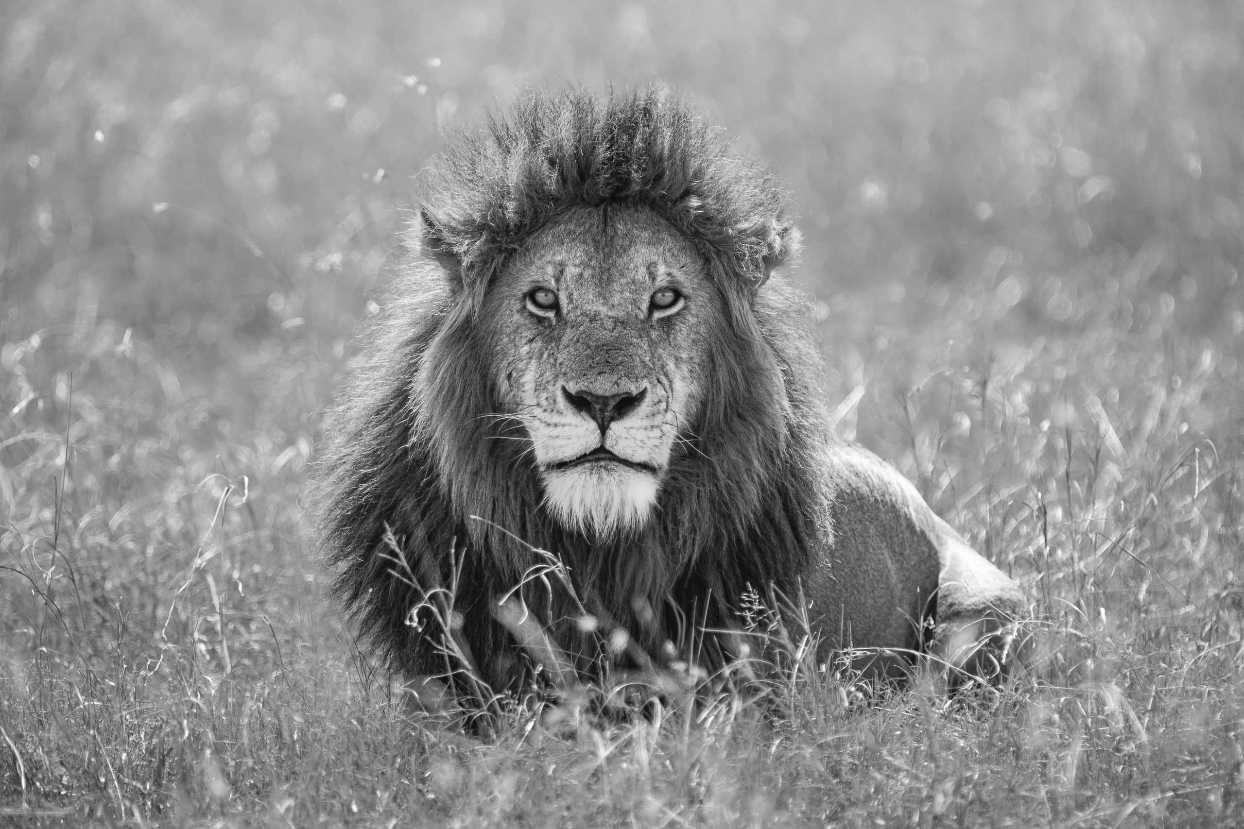 10054215082018227 ©SimonePaleari