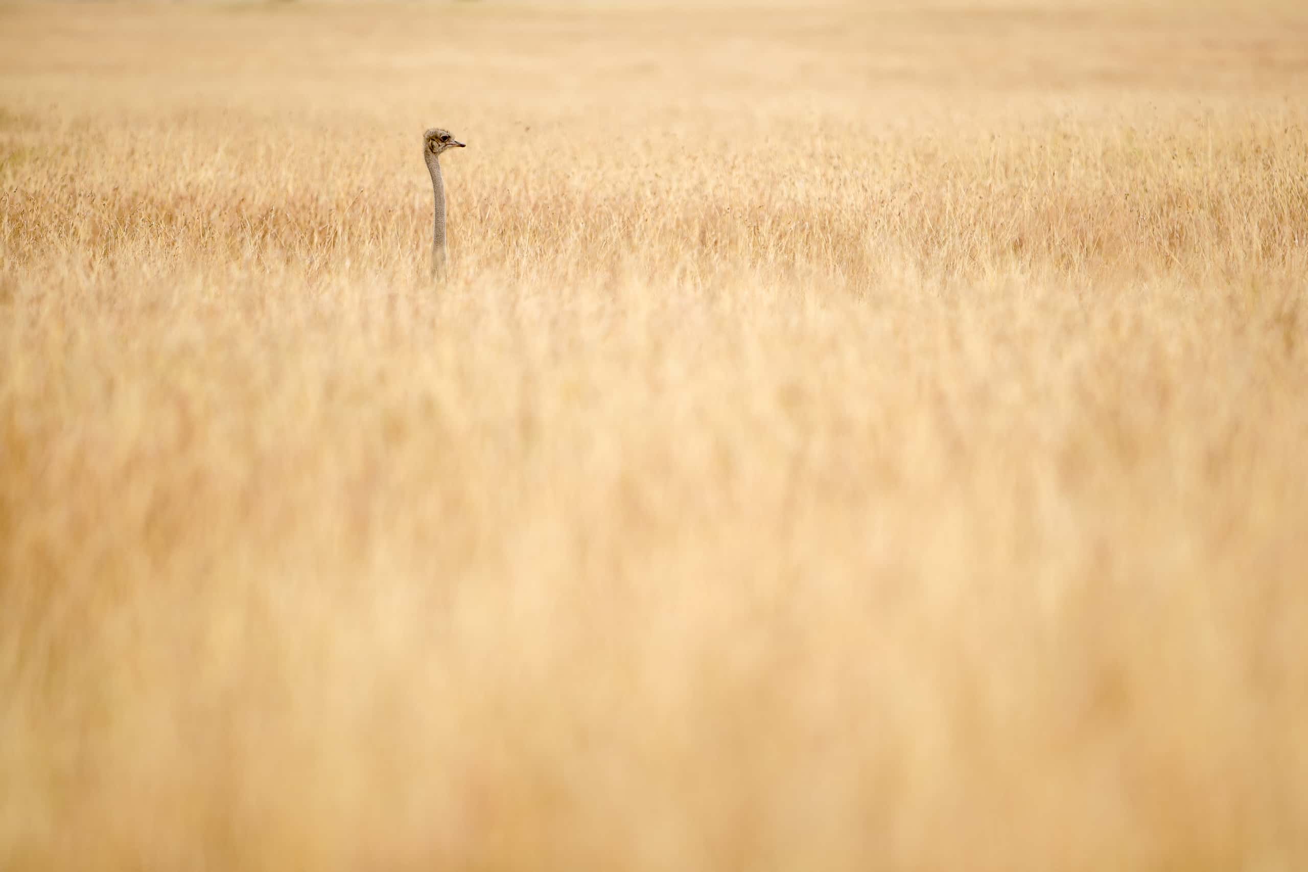 10191619082018231 ©SimonePaleari