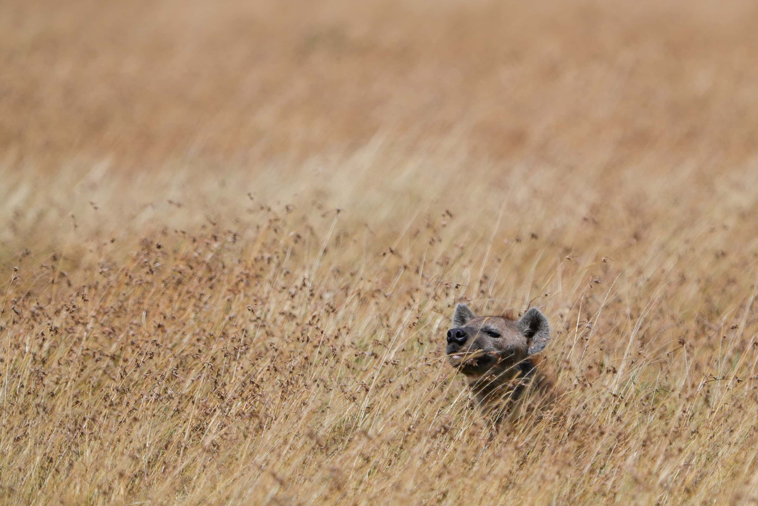 11101813082018225 ©SimonePaleari