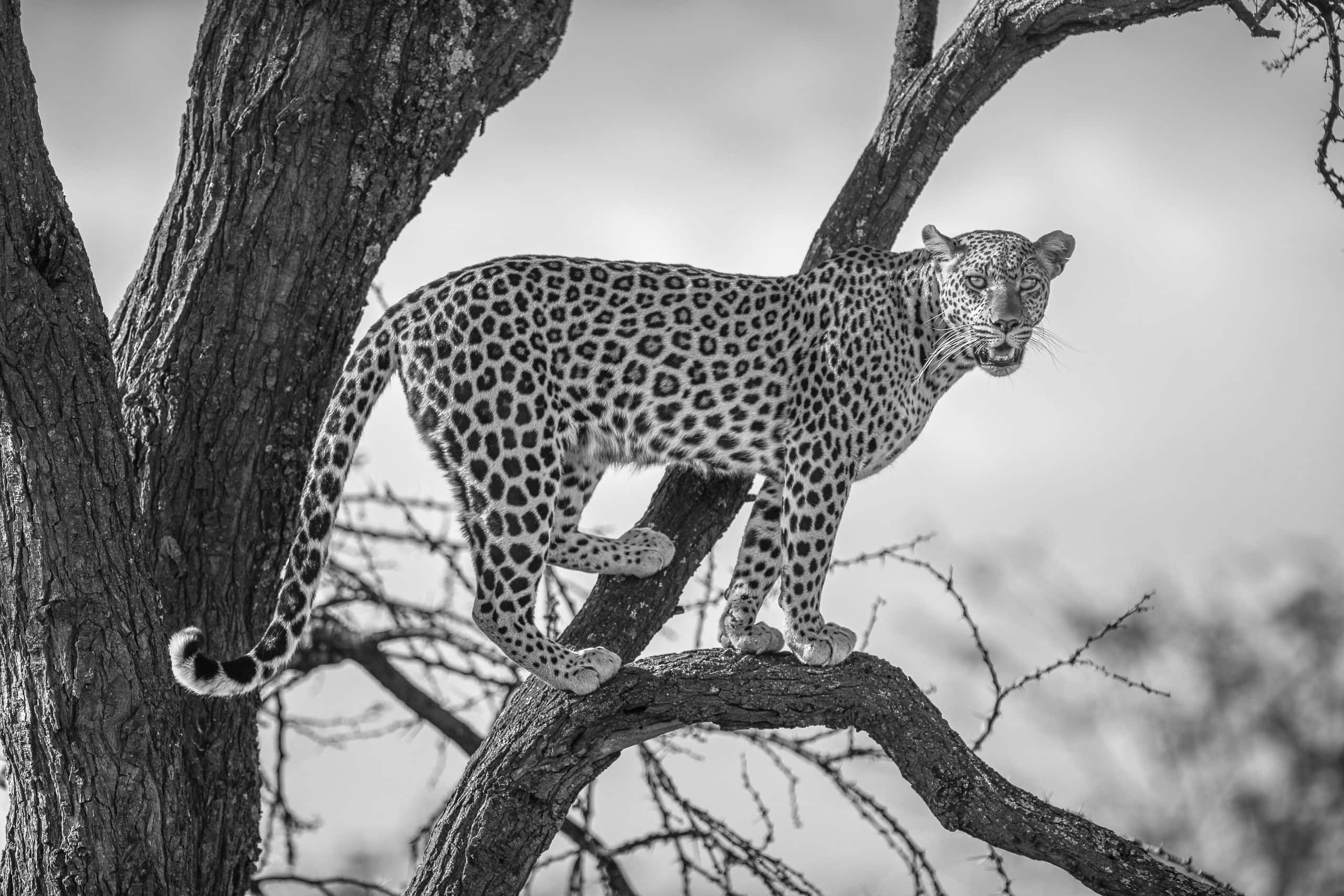 16465314082018226 ©SimonePaleari