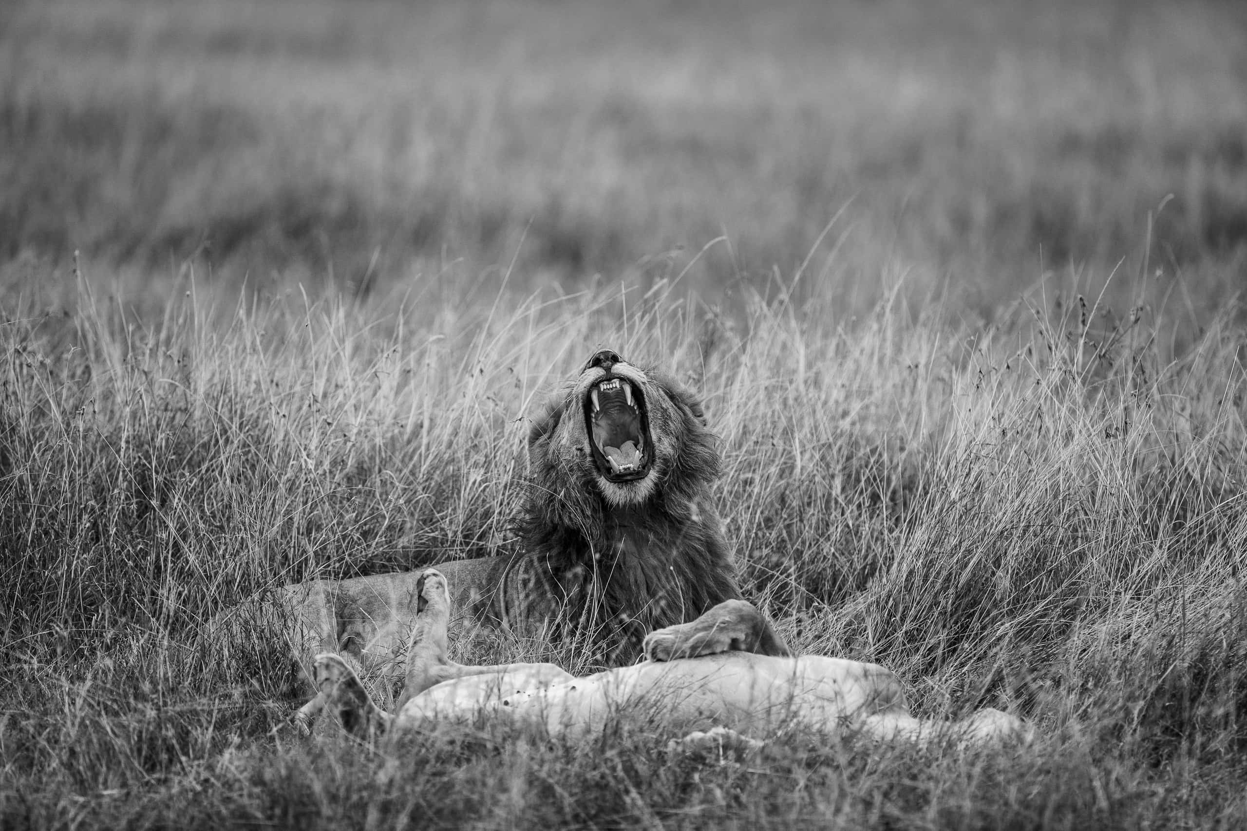 16562817082018229 ©SimonePaleari