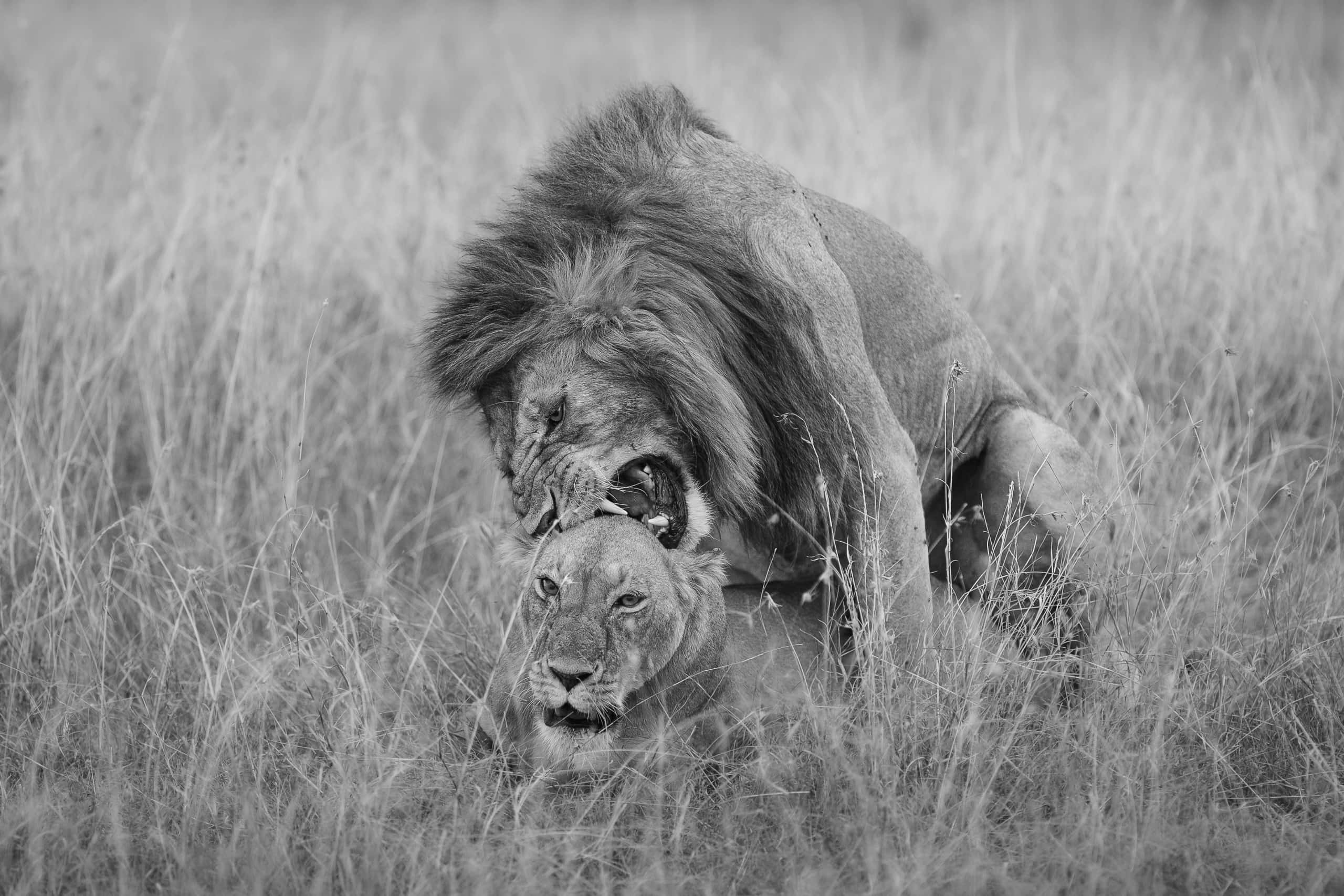 16580117082018229 ©SimonePaleari