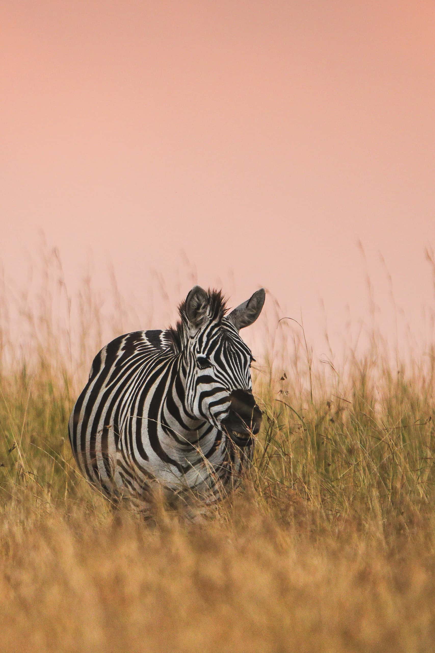 17434018082018230 ©SimonePaleari