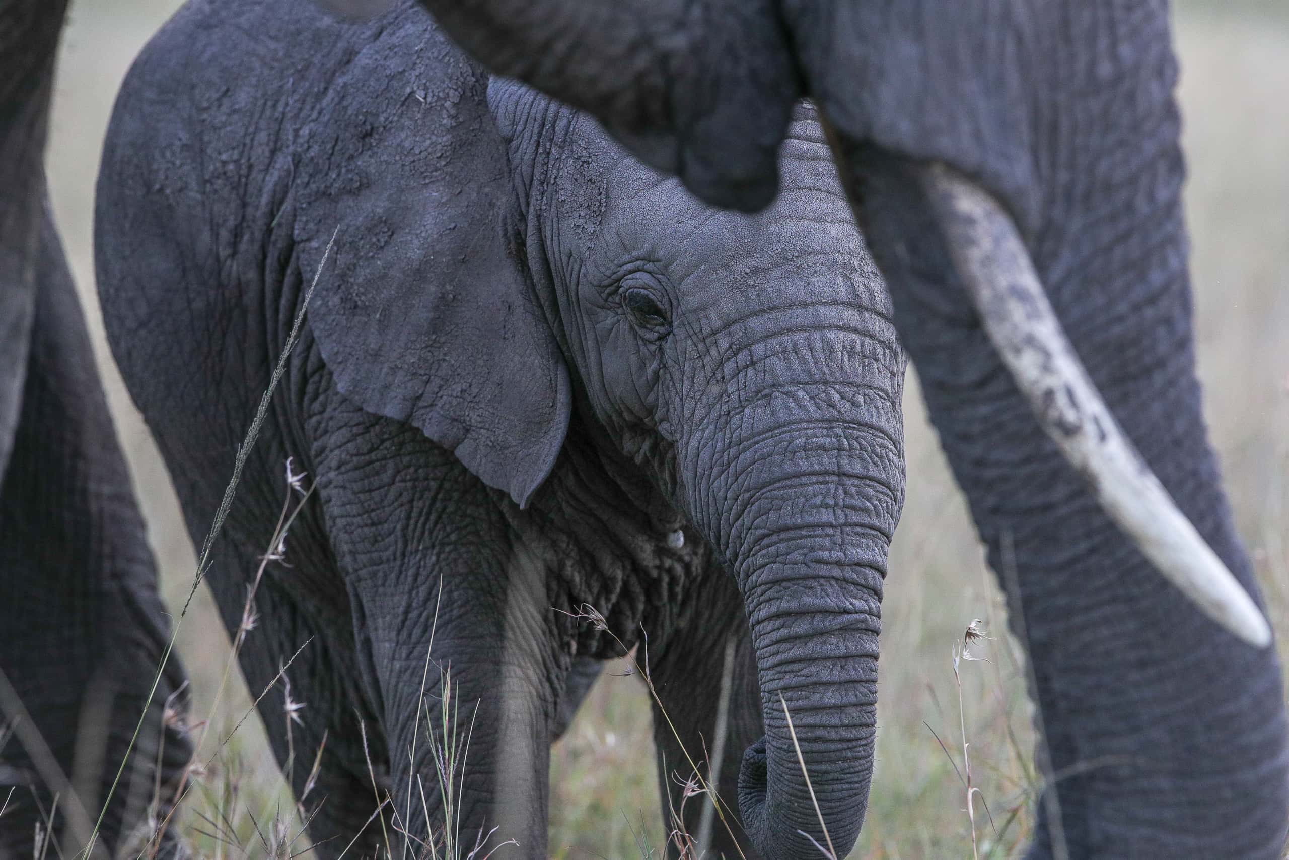 18065114082018226 ©SimonePaleari