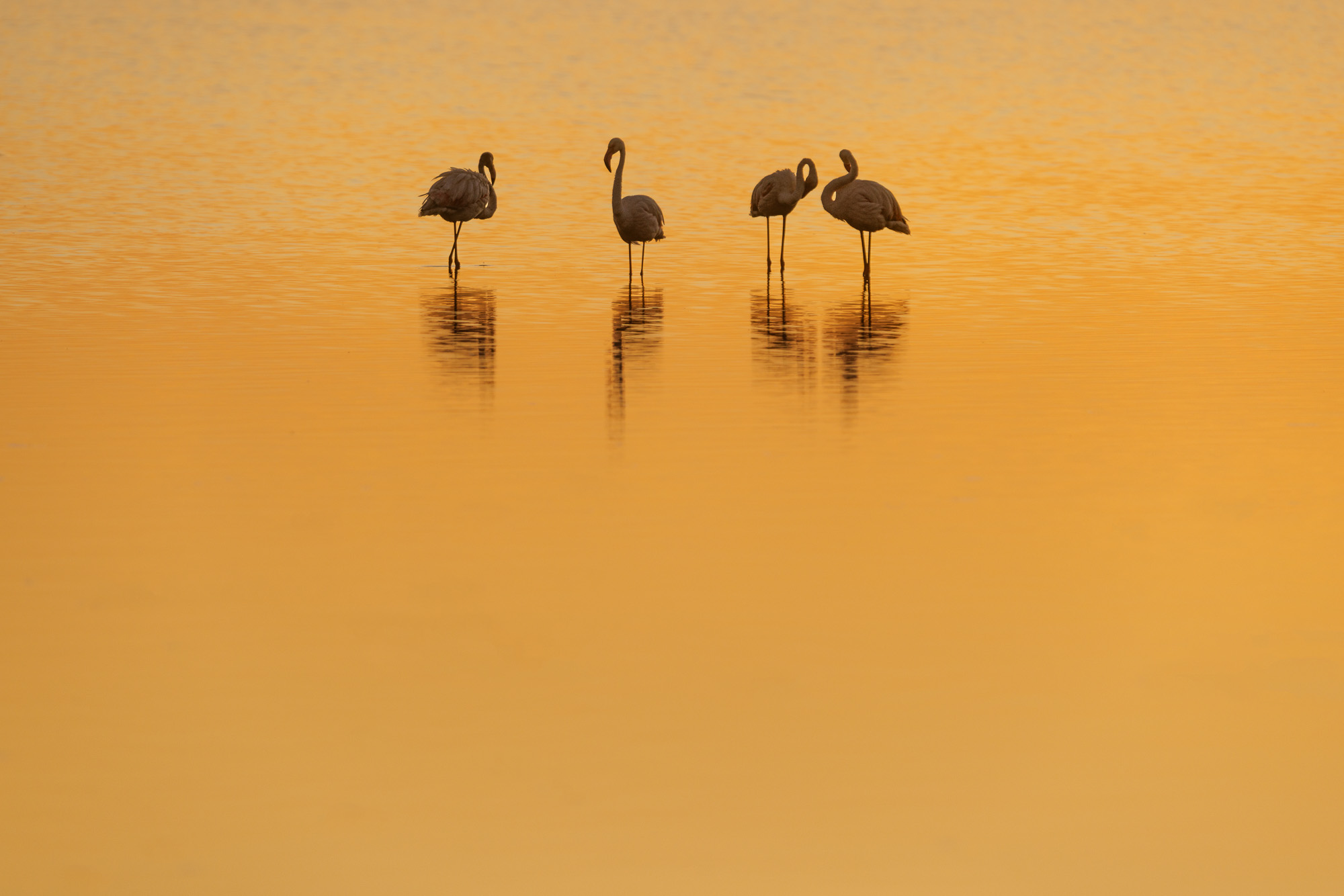 06353720082022232 ©SimonePaleari