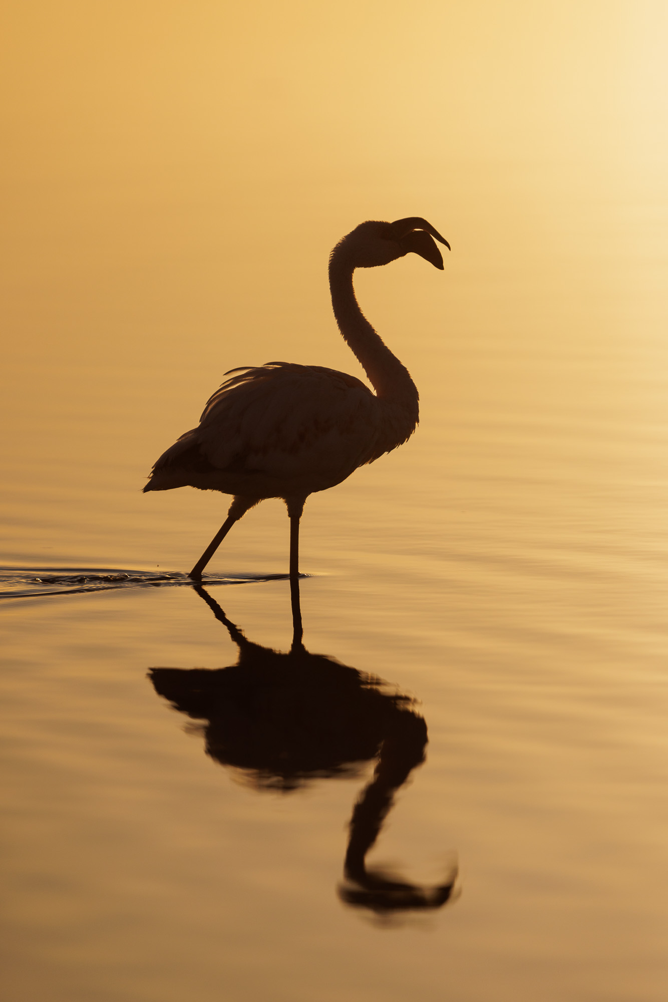 06450320082022232 ©SimonePaleari