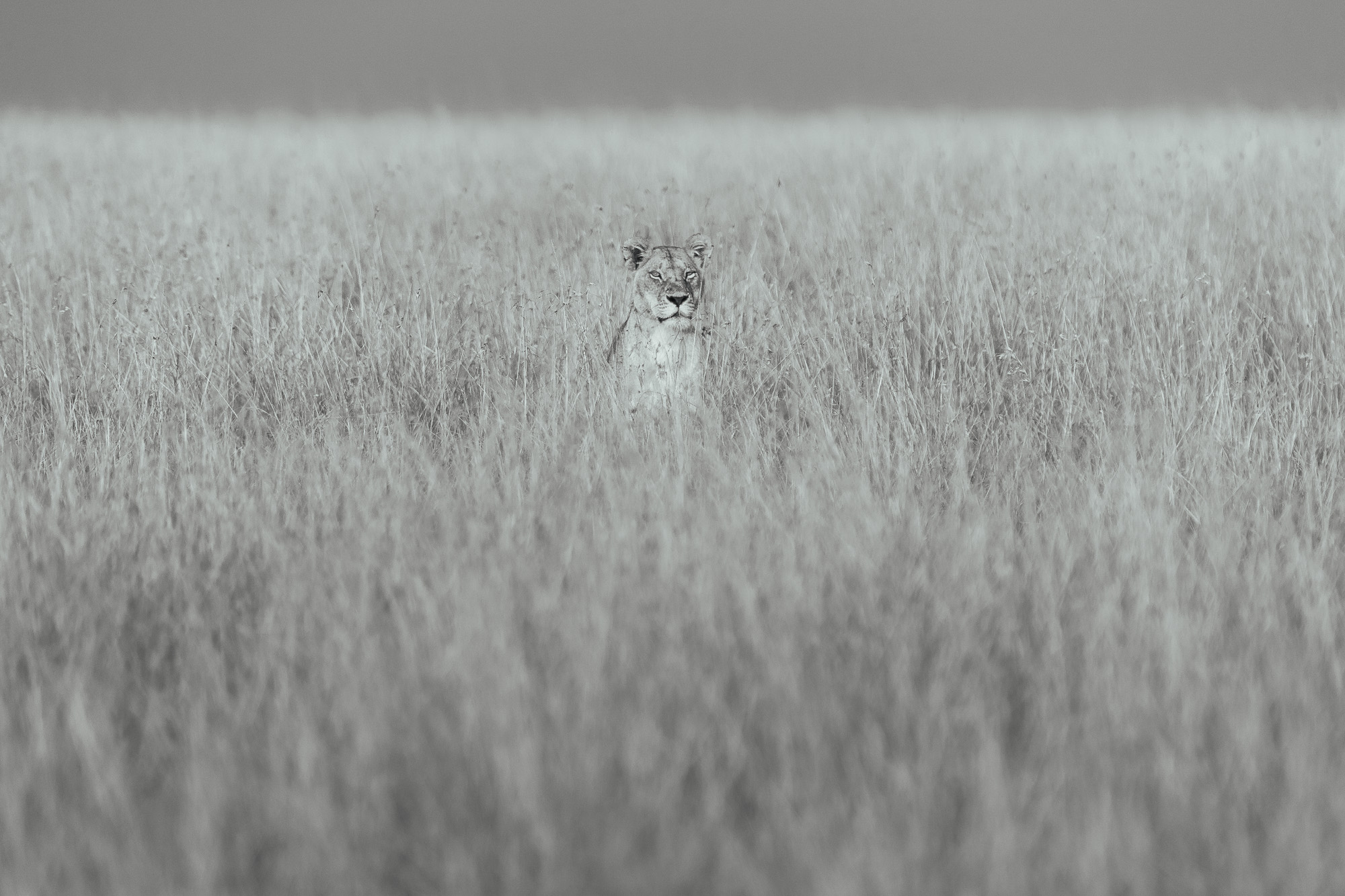 07002712082022224 ©SimonePaleari