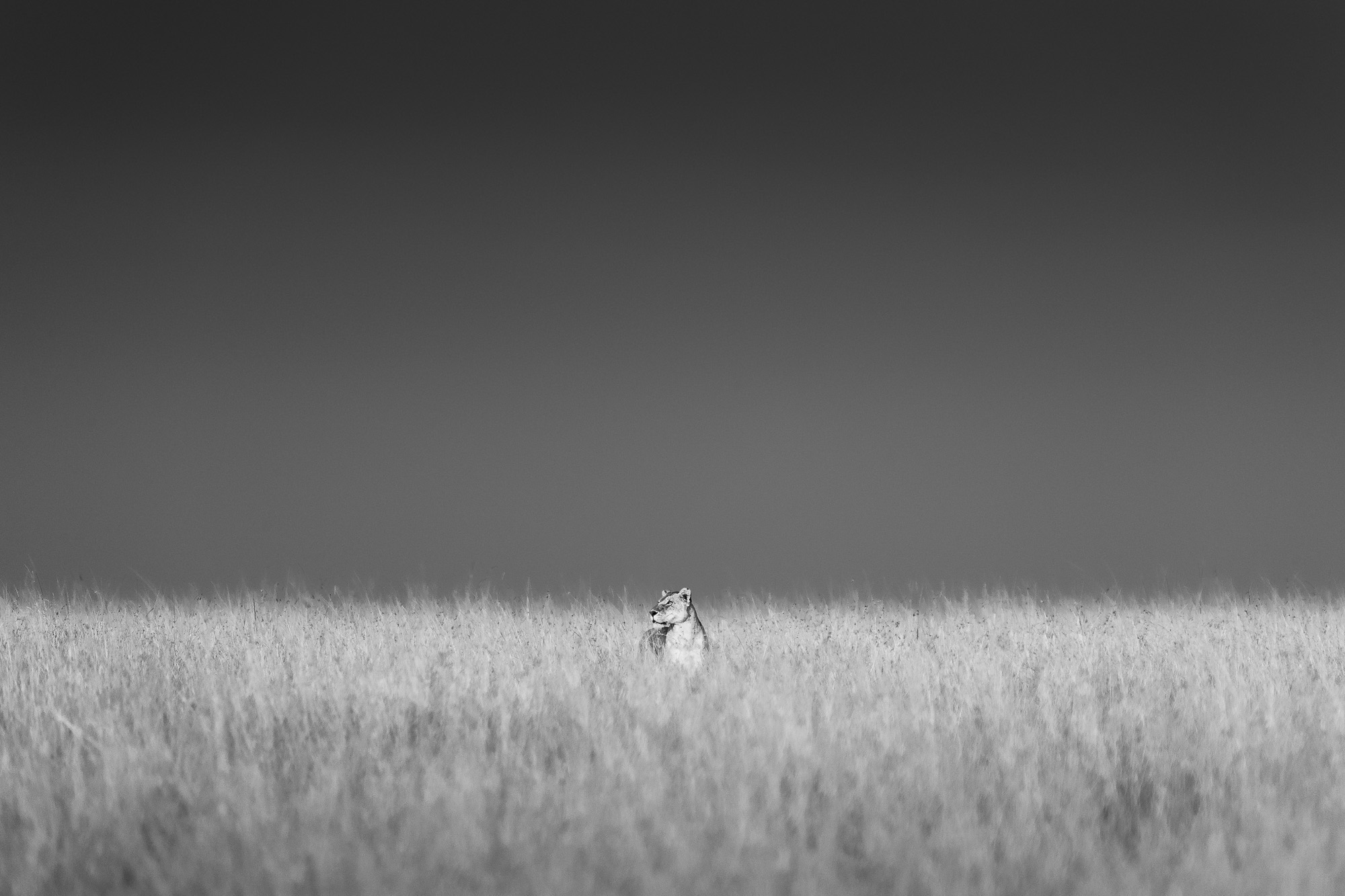 07011012082022224 ©SimonePaleari