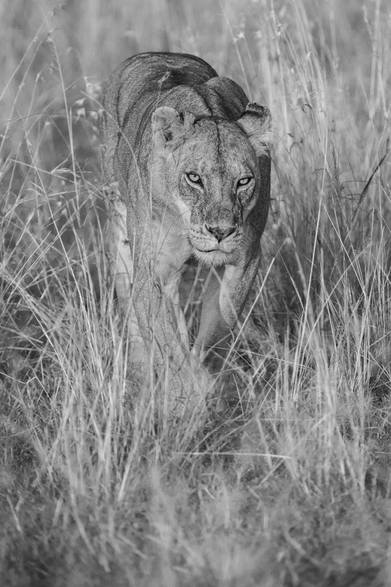 07051612082022224 ©SimonePaleari