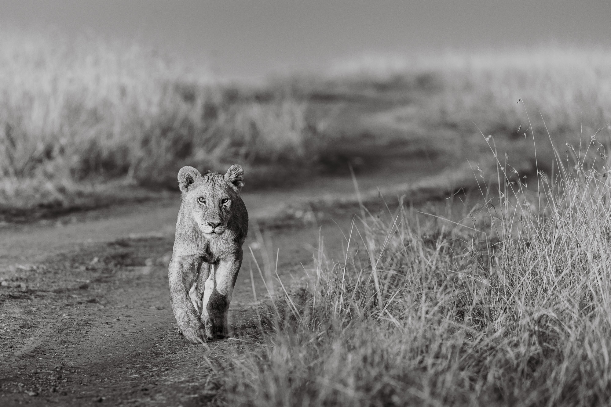 07113012082022224 ©SimonePaleari