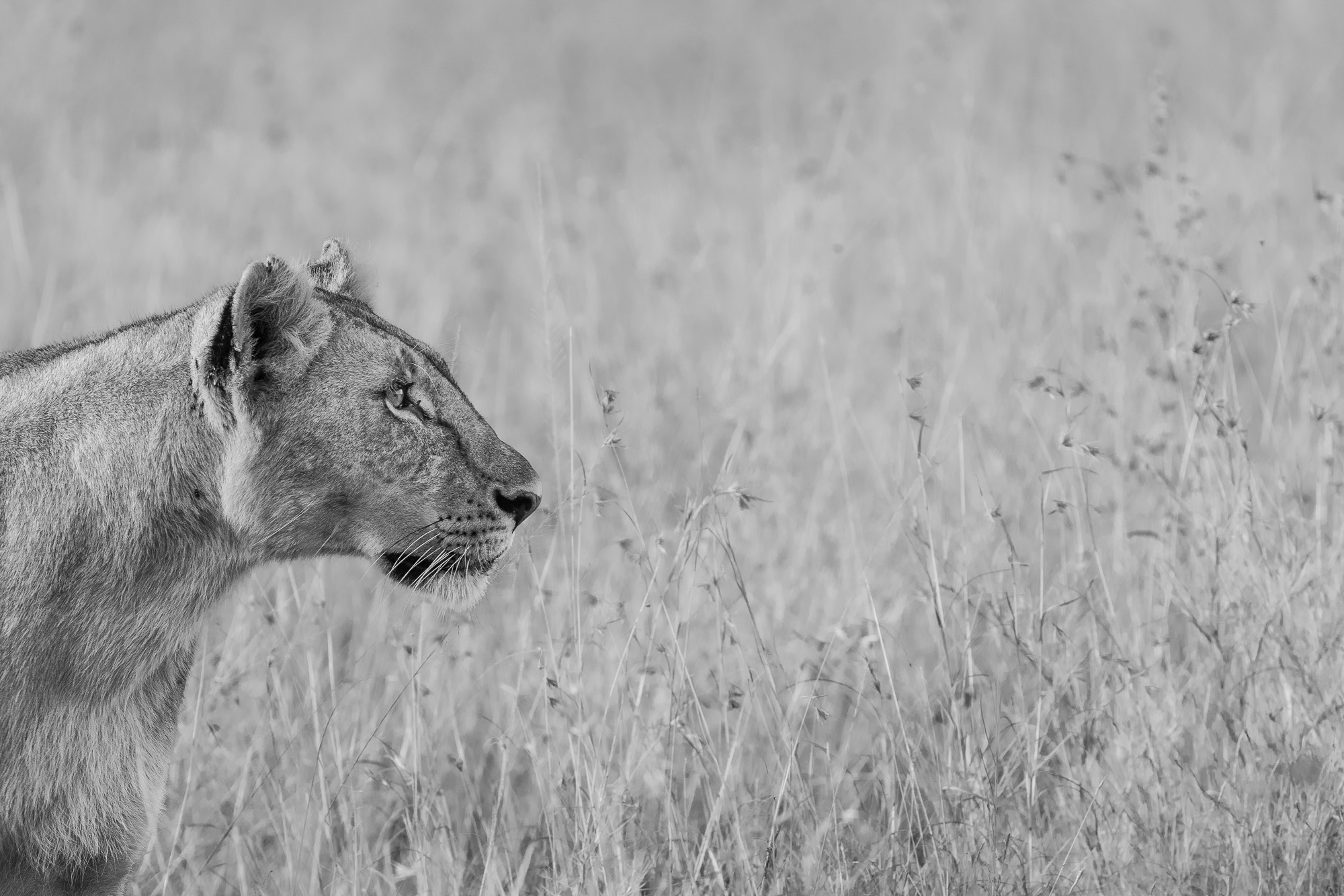 07230411082022223 ©SimonePaleari