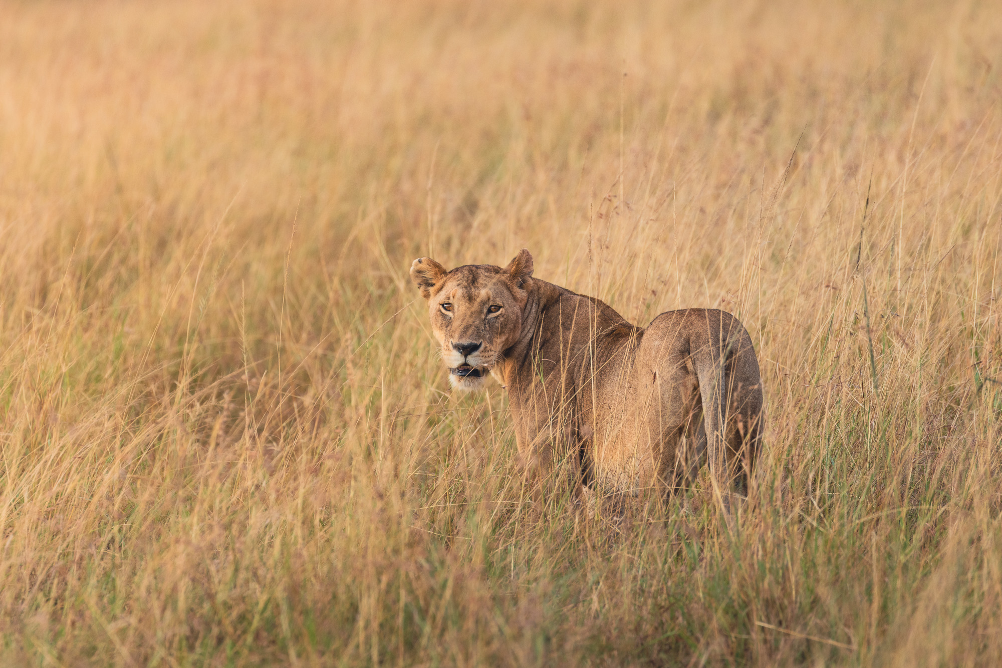 07502712082022224 ©SimonePaleari