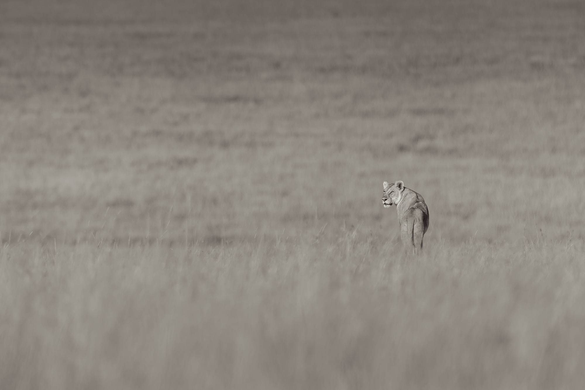 07564011082022223 ©SimonePaleari