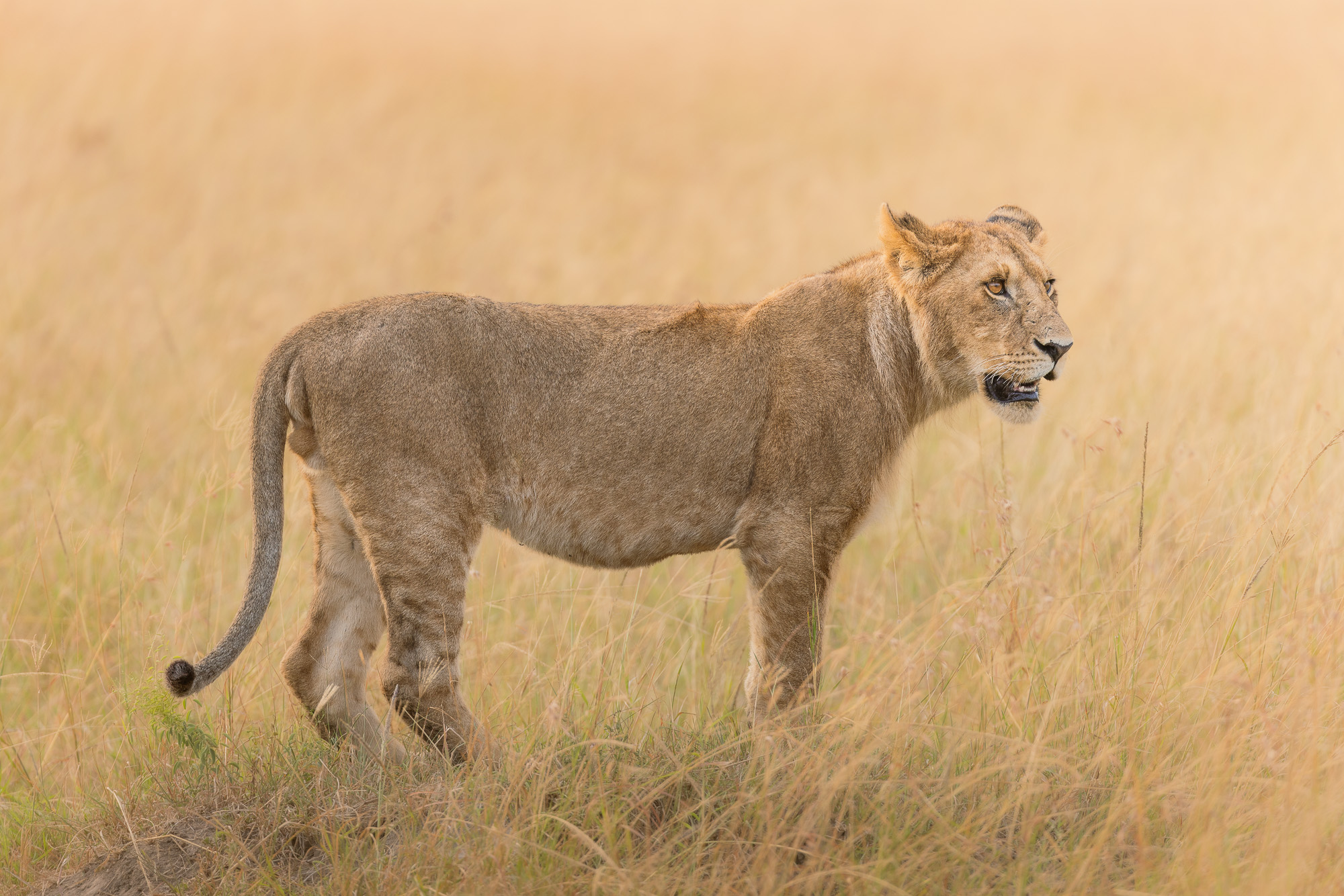 07595412082022224 ©SimonePaleari