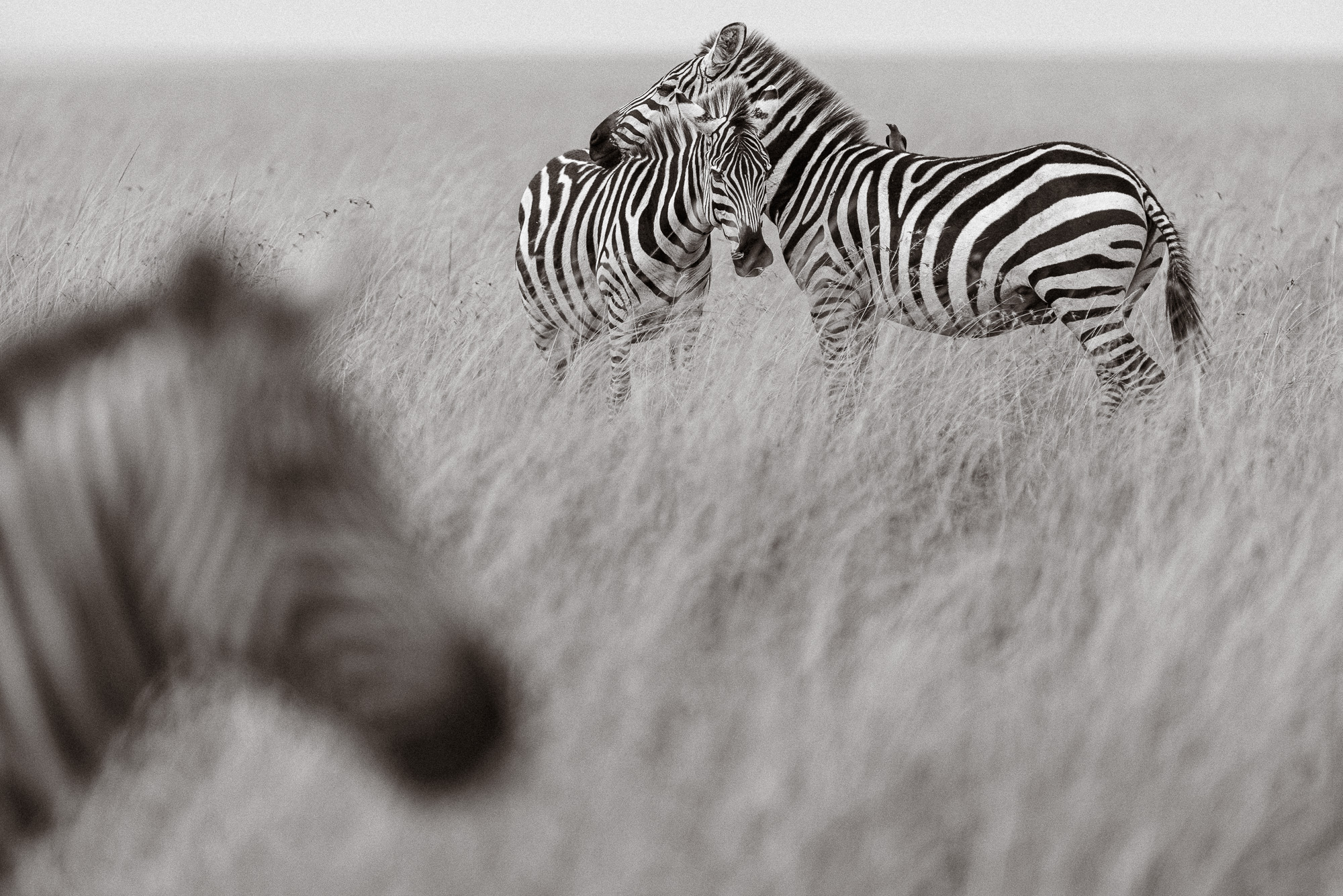 11012115082022227 ©SimonePaleari