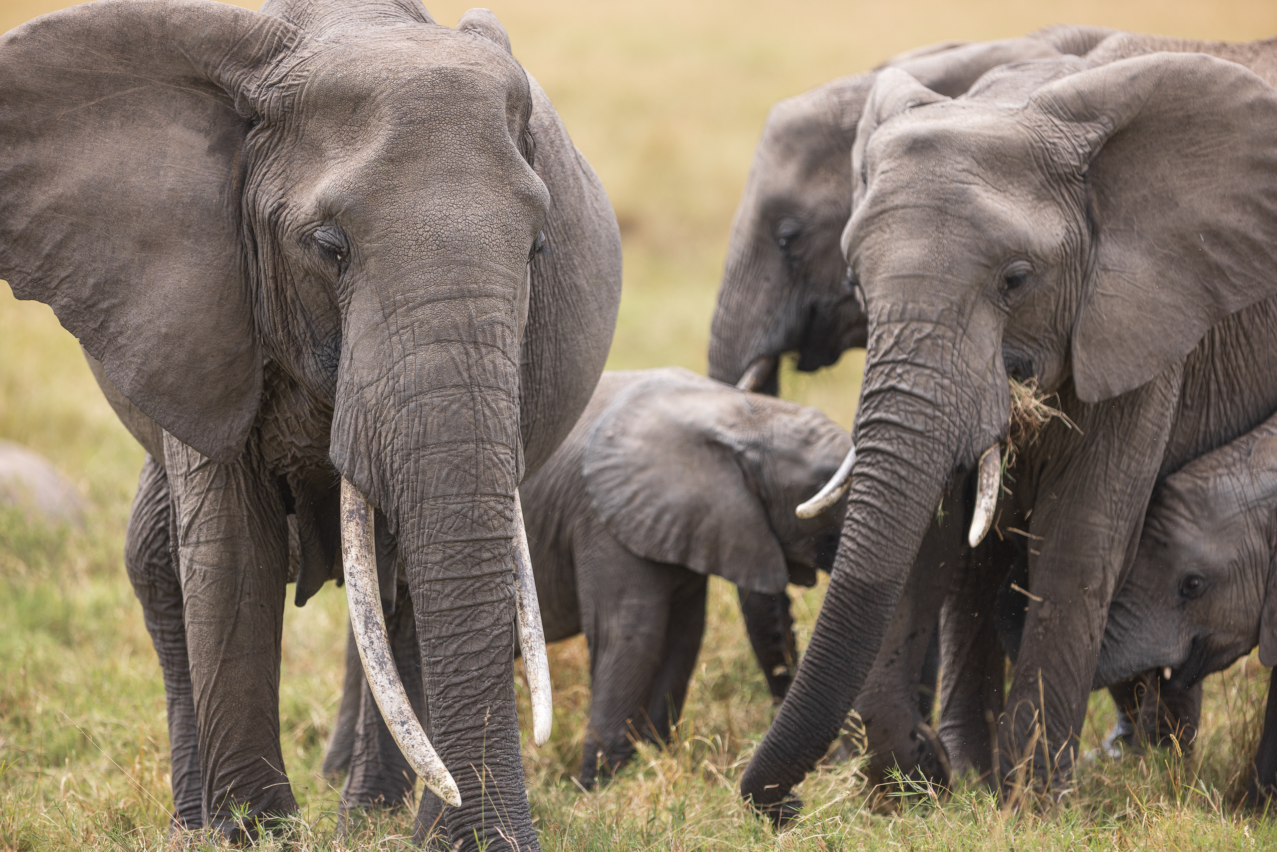 11403713082022225 ©SimonePaleari