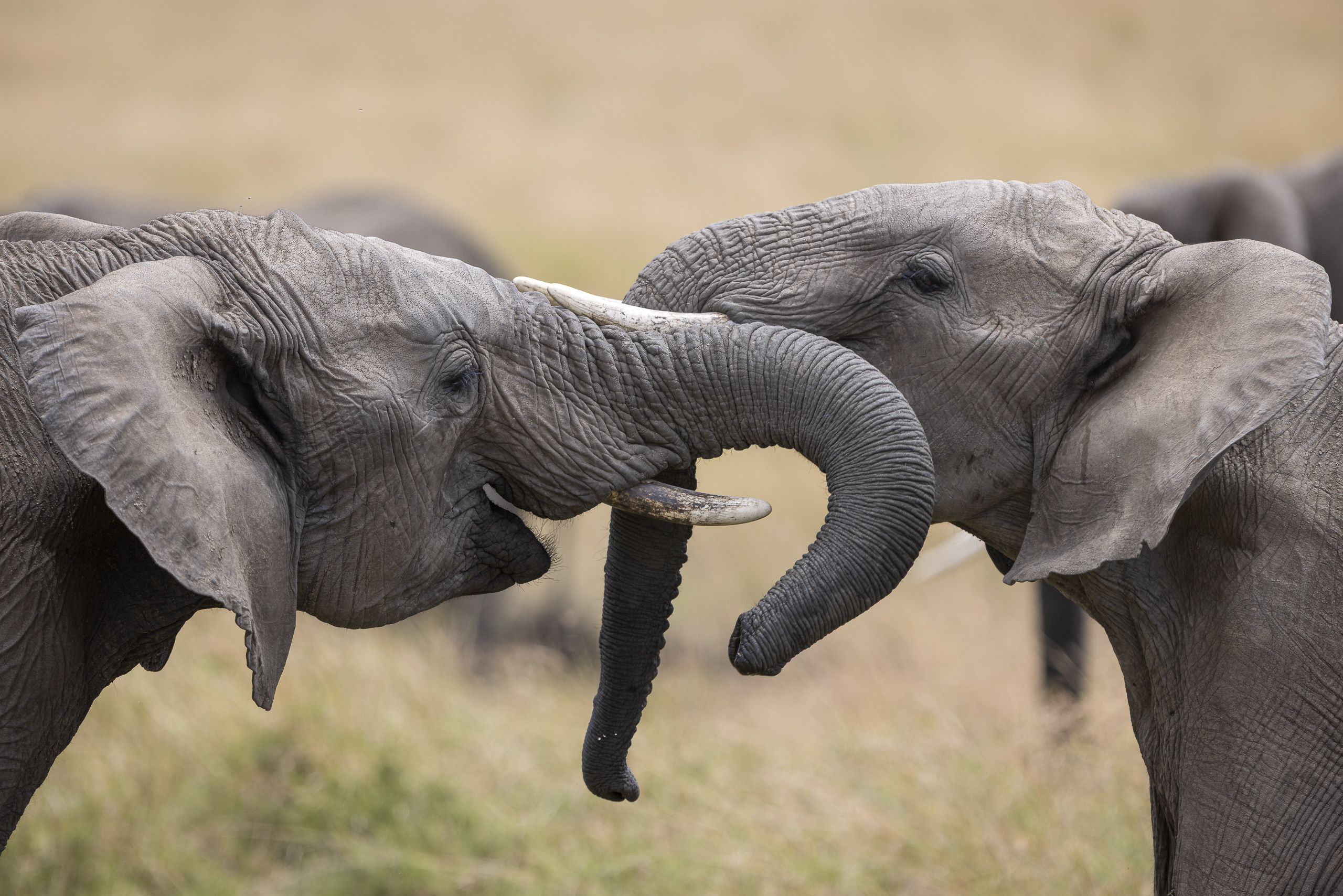 11572013082022225 ©SimonePaleari