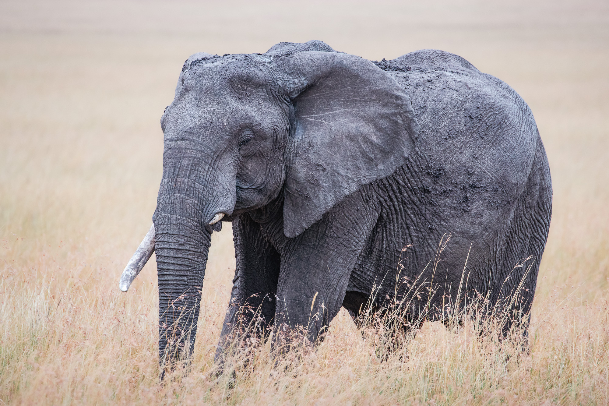 17413712082022224 ©SimonePaleari