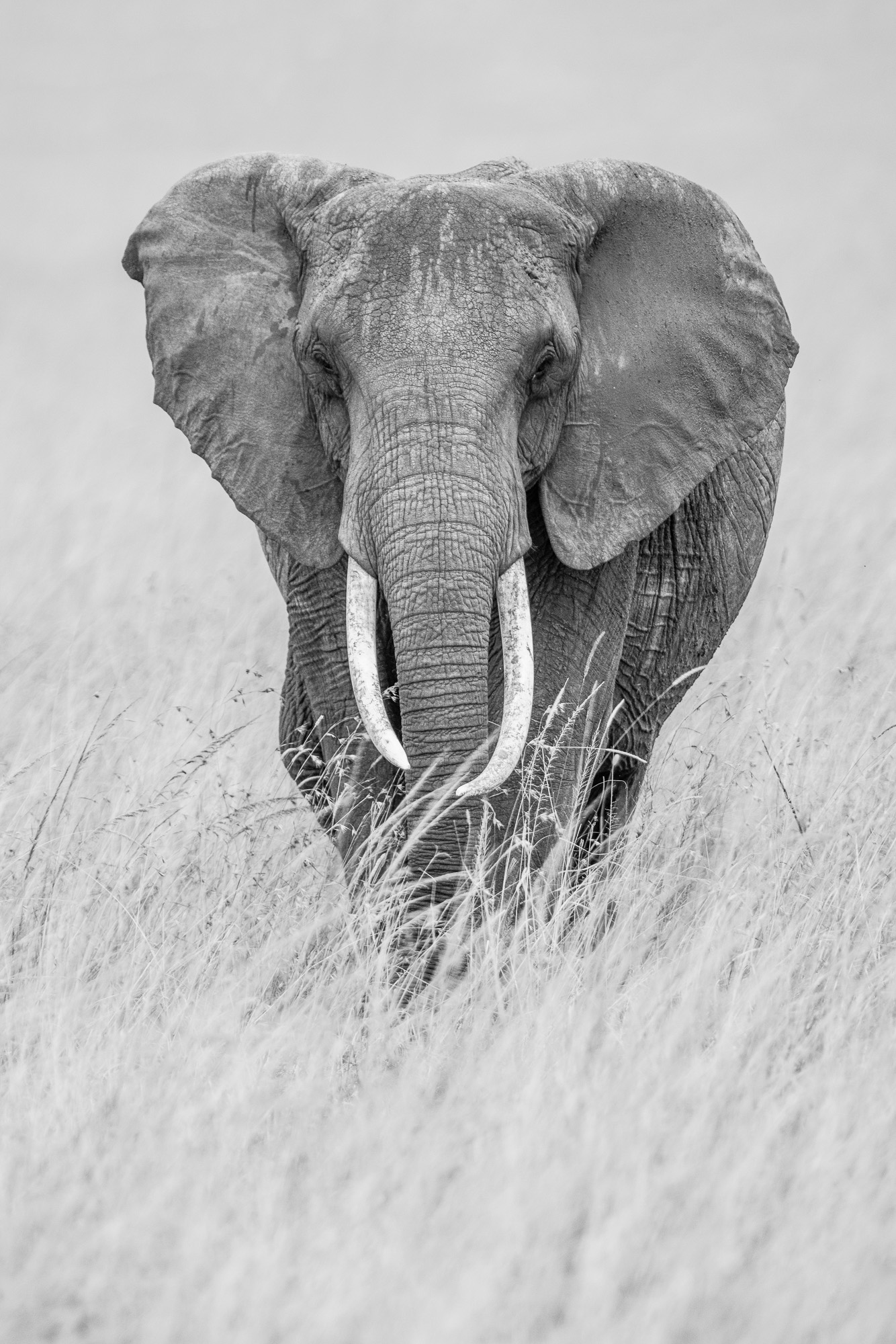 17544412082022224 ©SimonePaleari